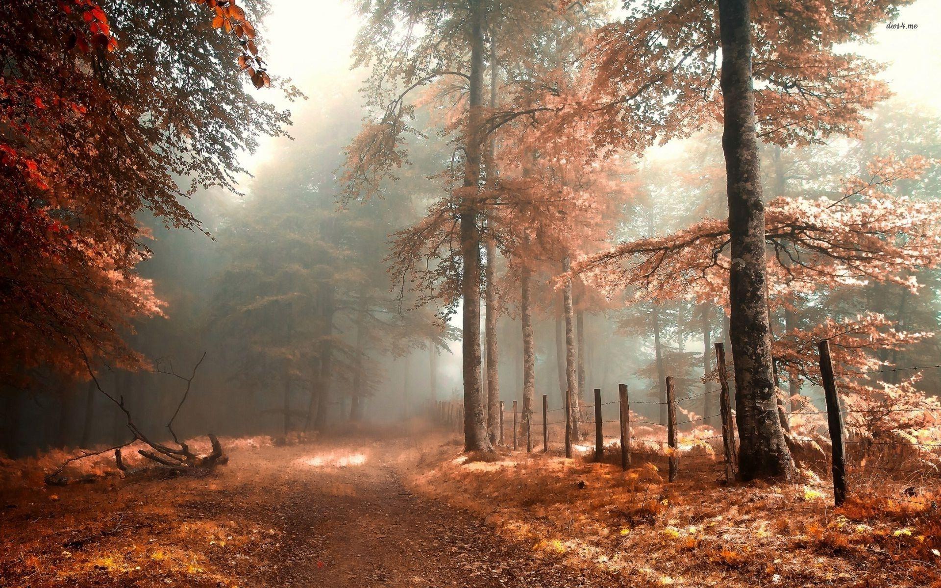 Foggy Fall Forest Wallpapers