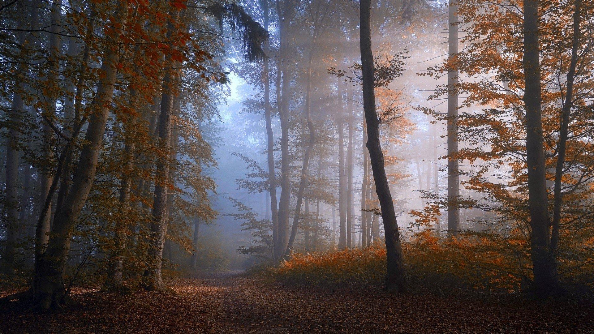 Foggy Fall Forest Wallpapers