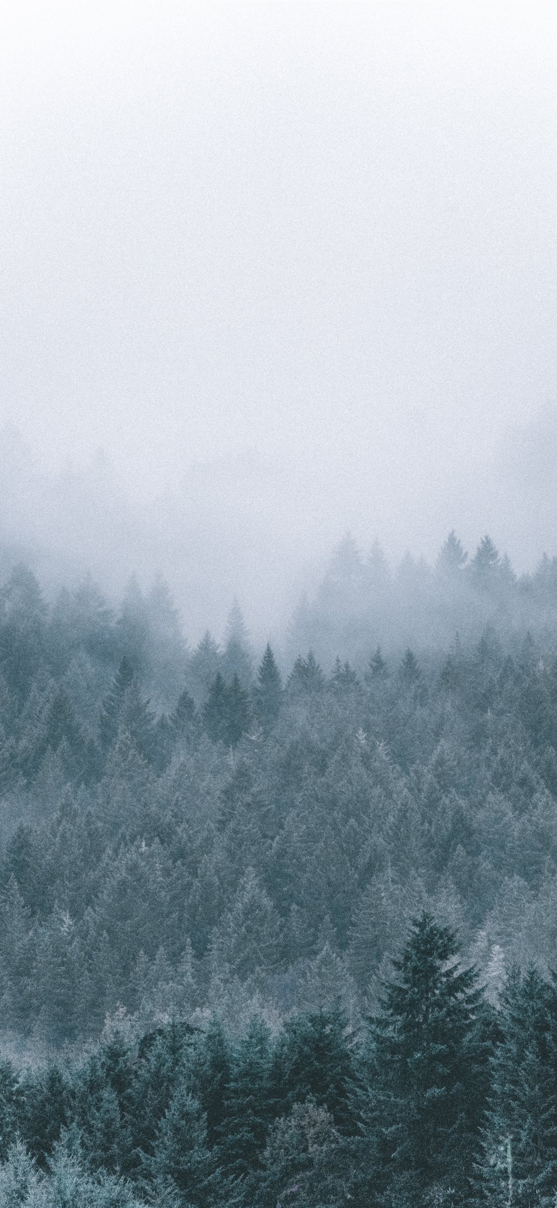 Foggy Scenery Wallpapers