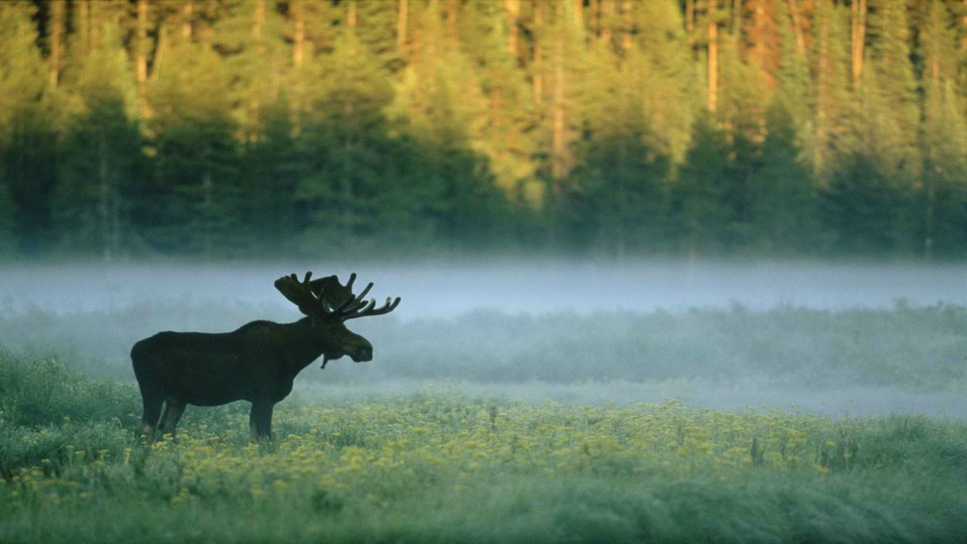 Forest Animals Wallpapers