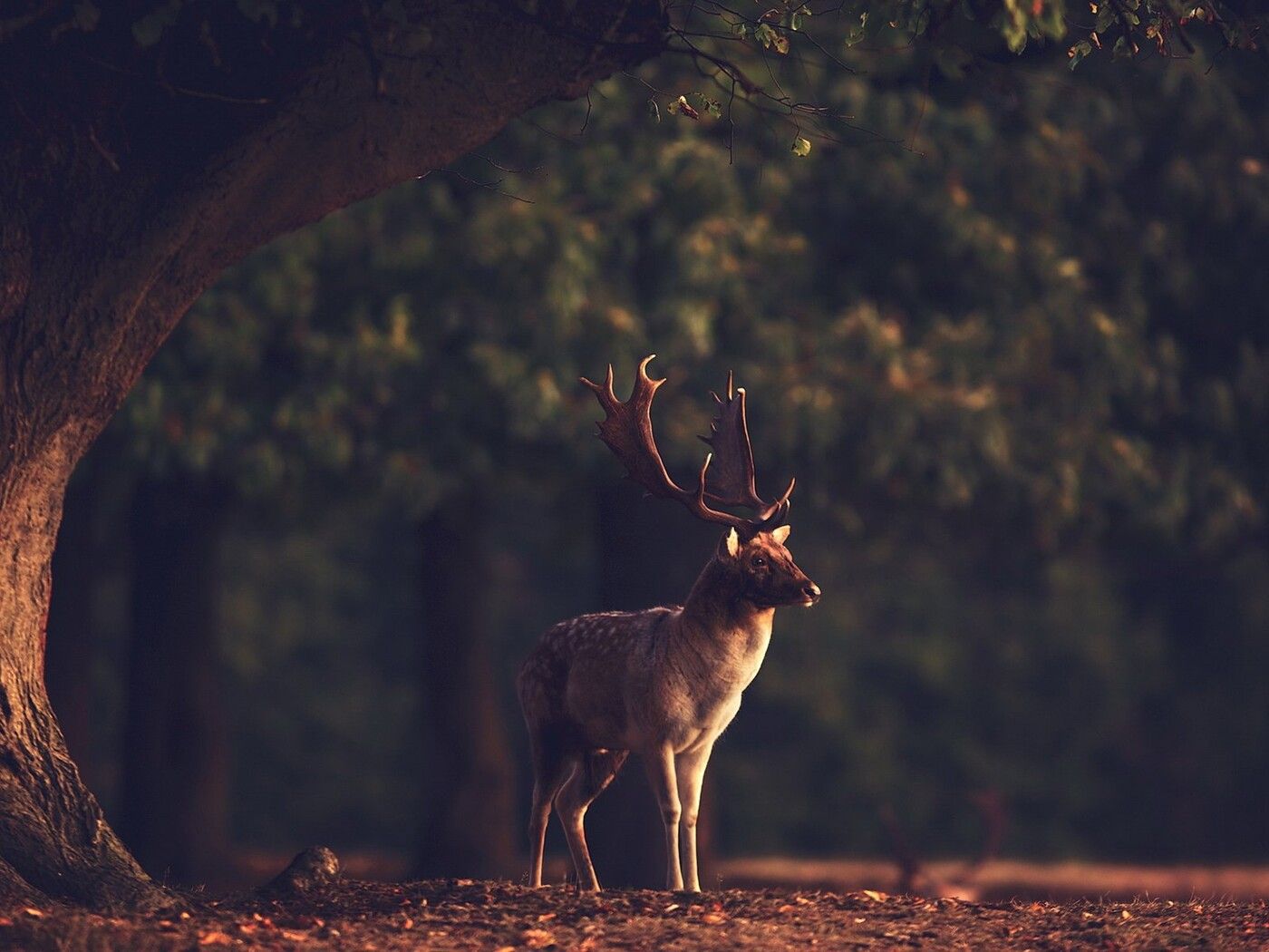 Forest Animals Wallpapers