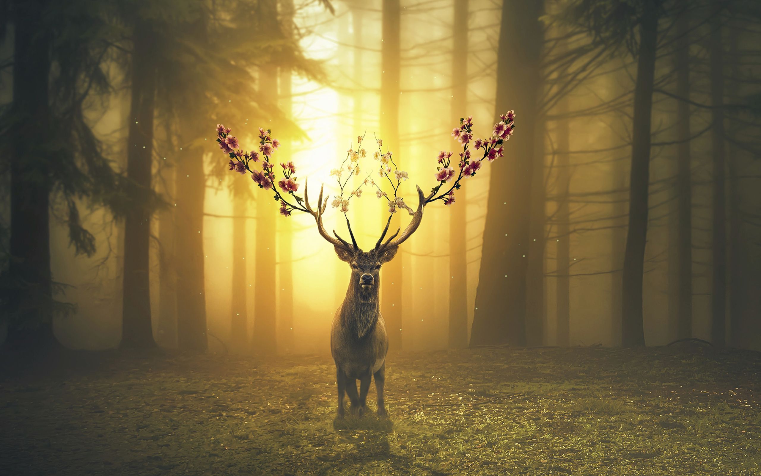 Forest Deer Wallpapers