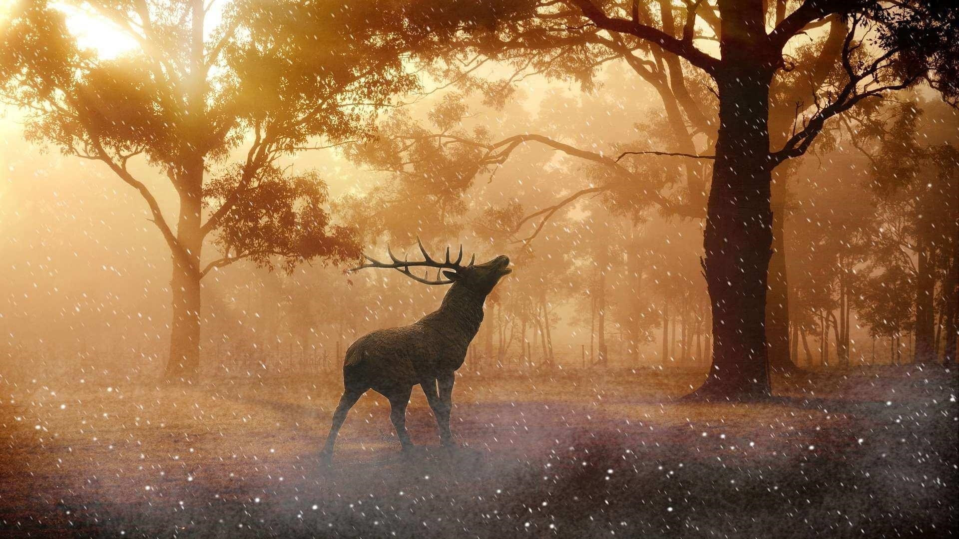 Forest Deer Wallpapers