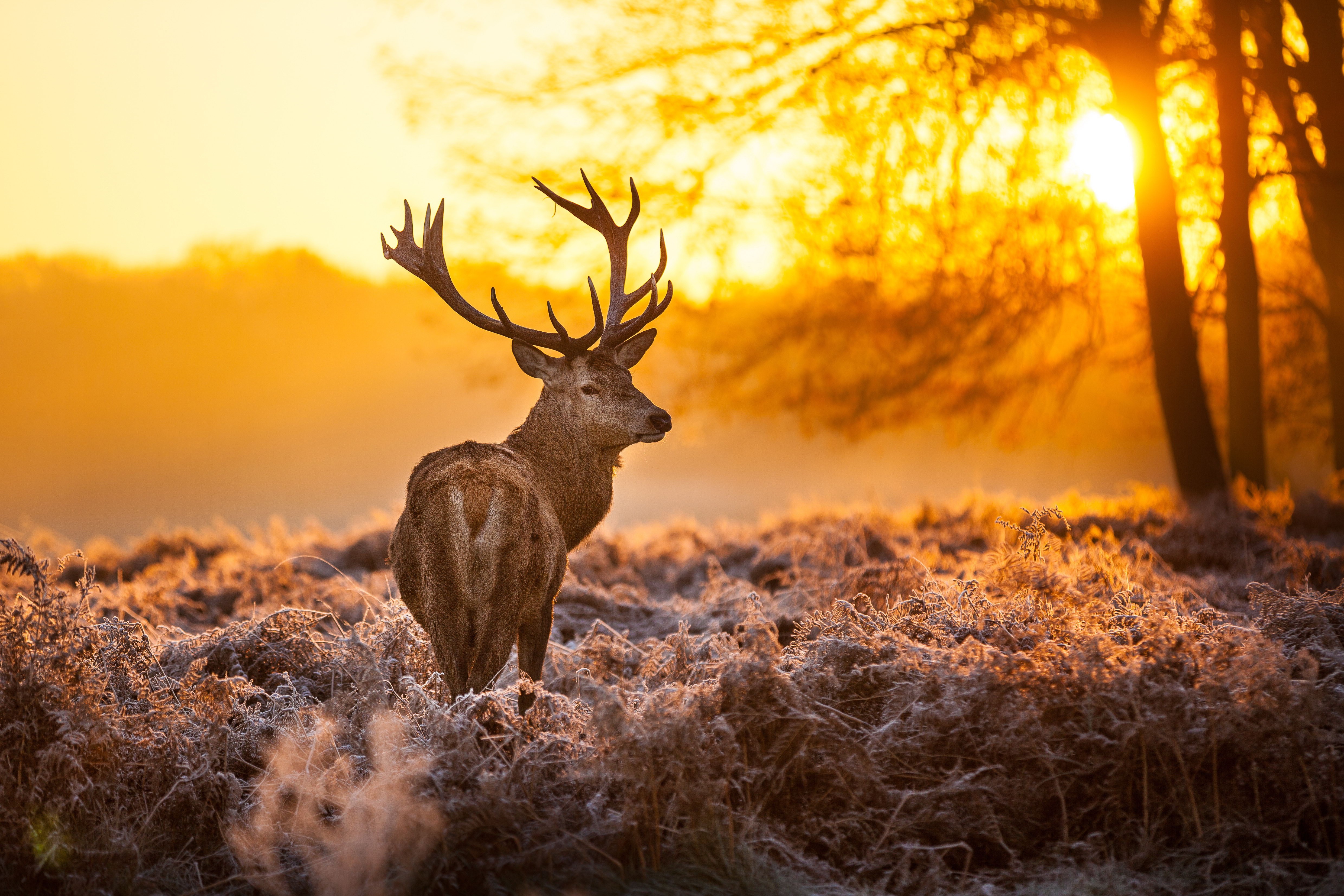 Forest Deer Wallpapers