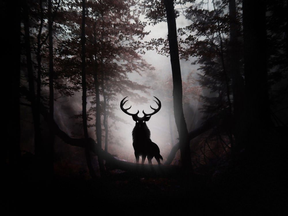 Forest Deer Wallpapers