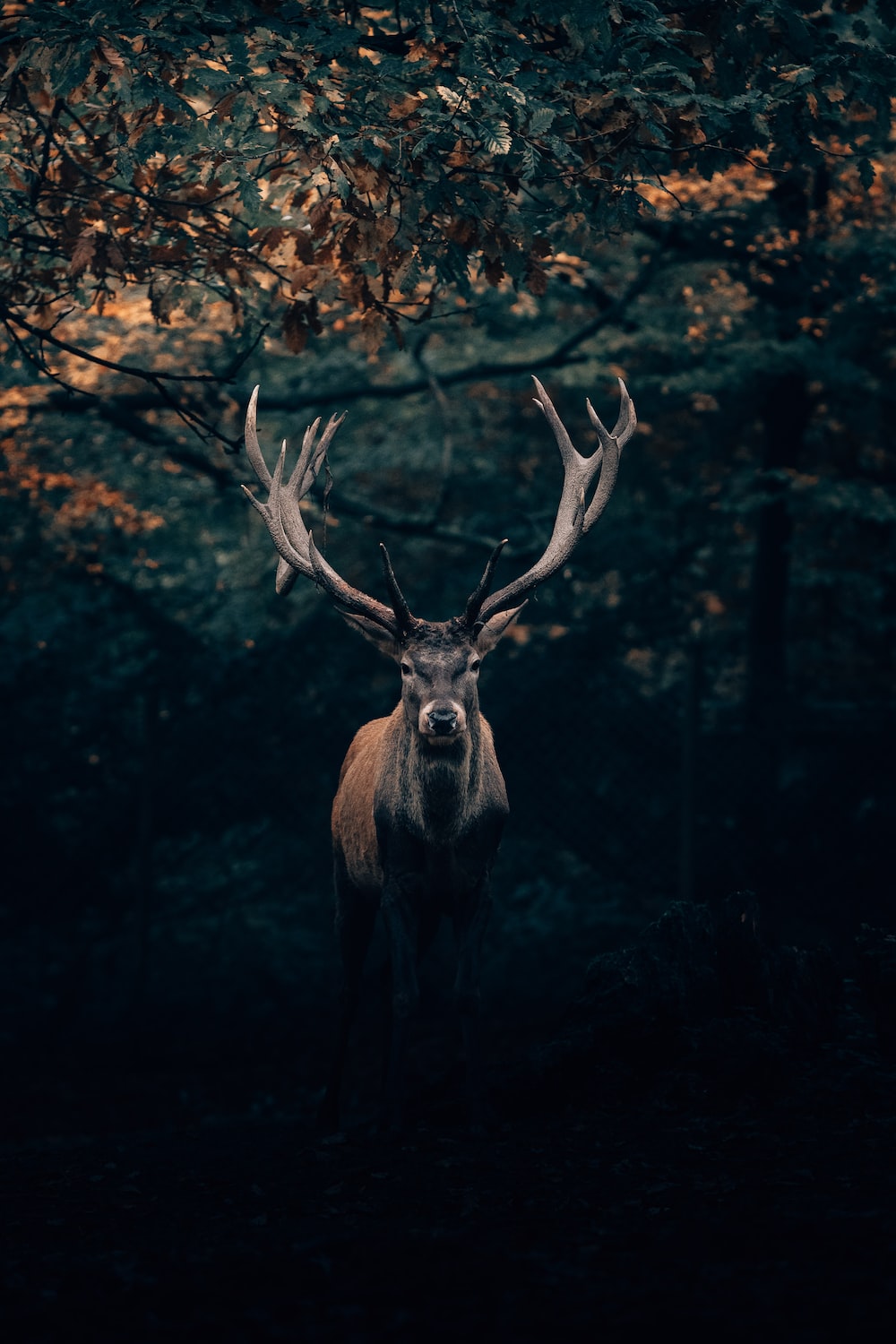 Forest Deer Wallpapers