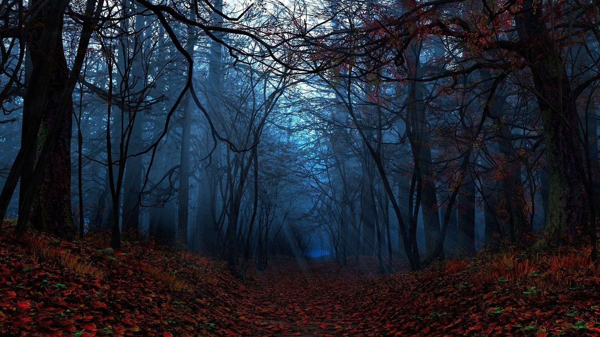 Forest Evening Wallpapers