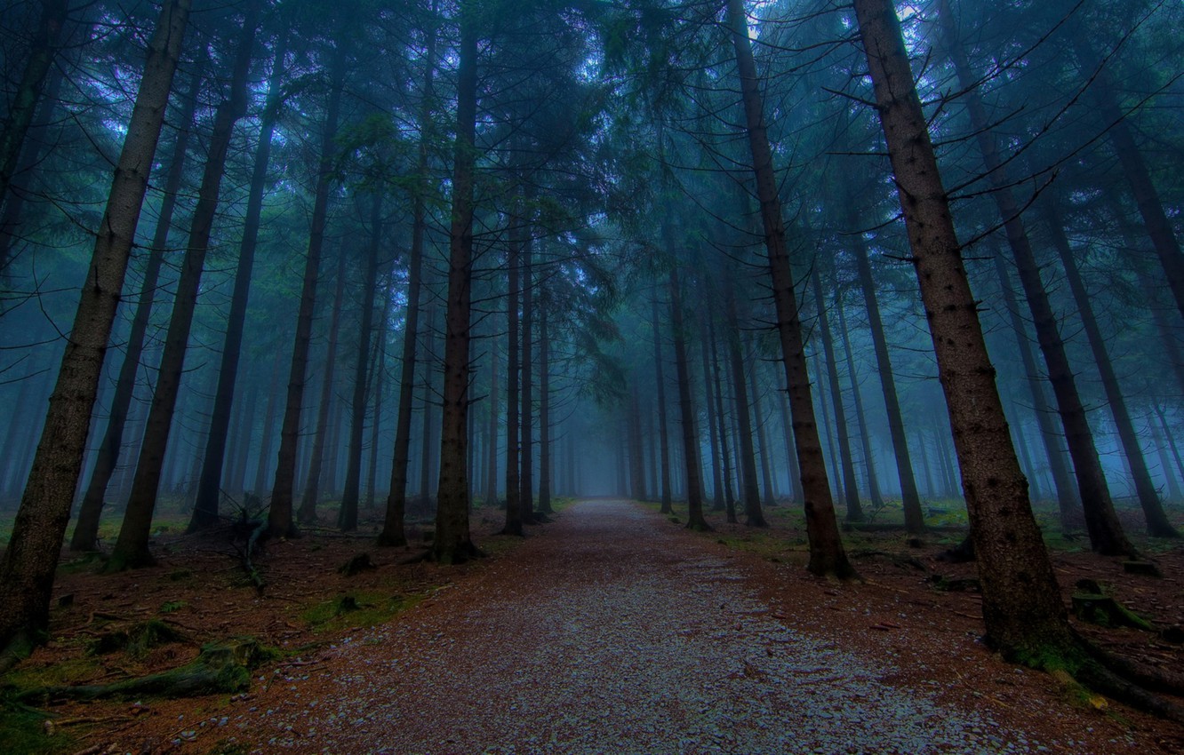 Forest Evening Wallpapers