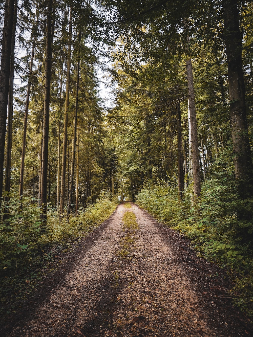 Forest Road Wallpapers