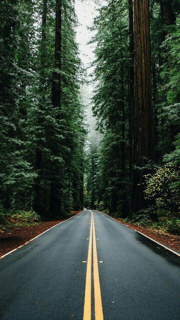 Forest Road Wallpapers