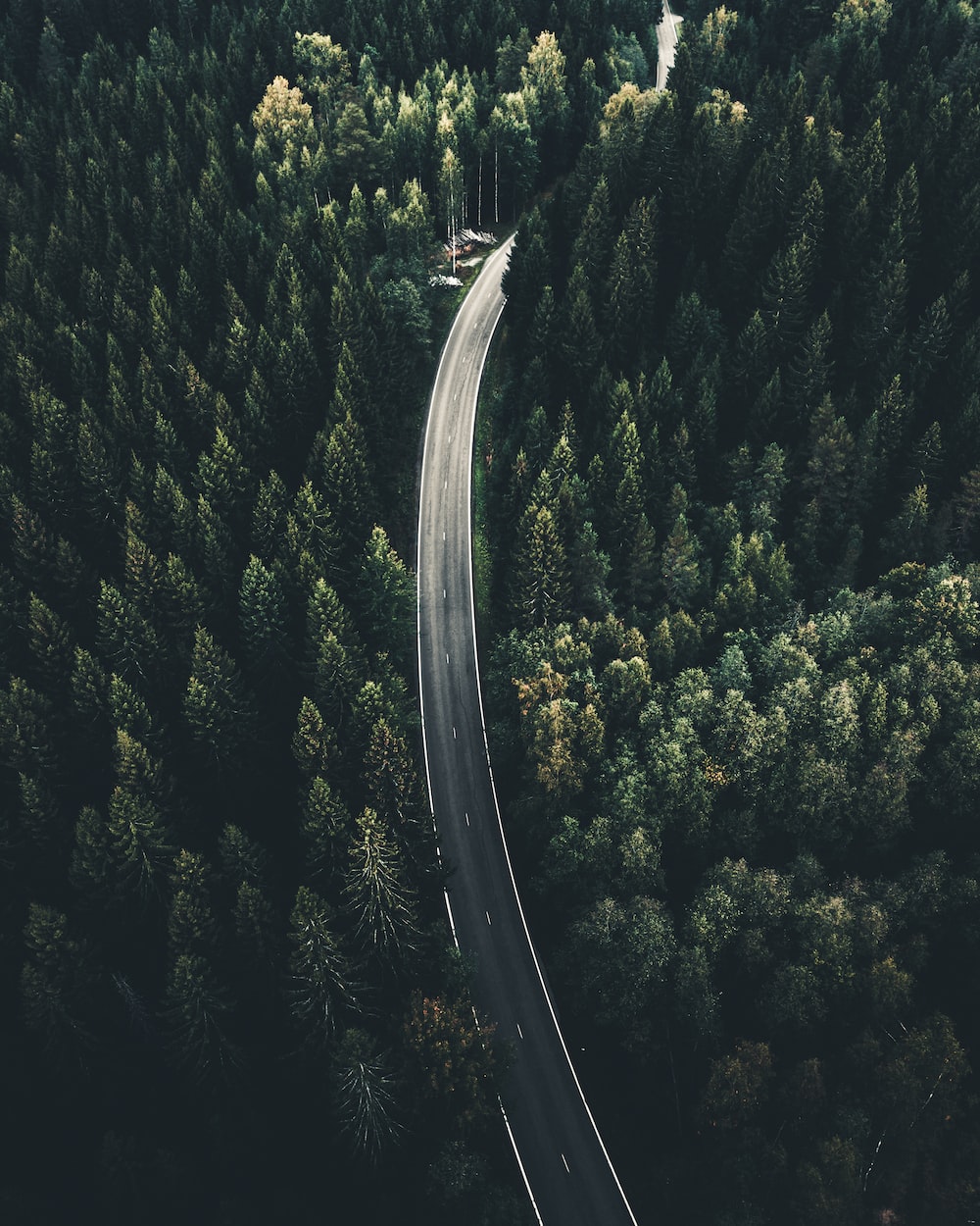 Forest Road Wallpapers