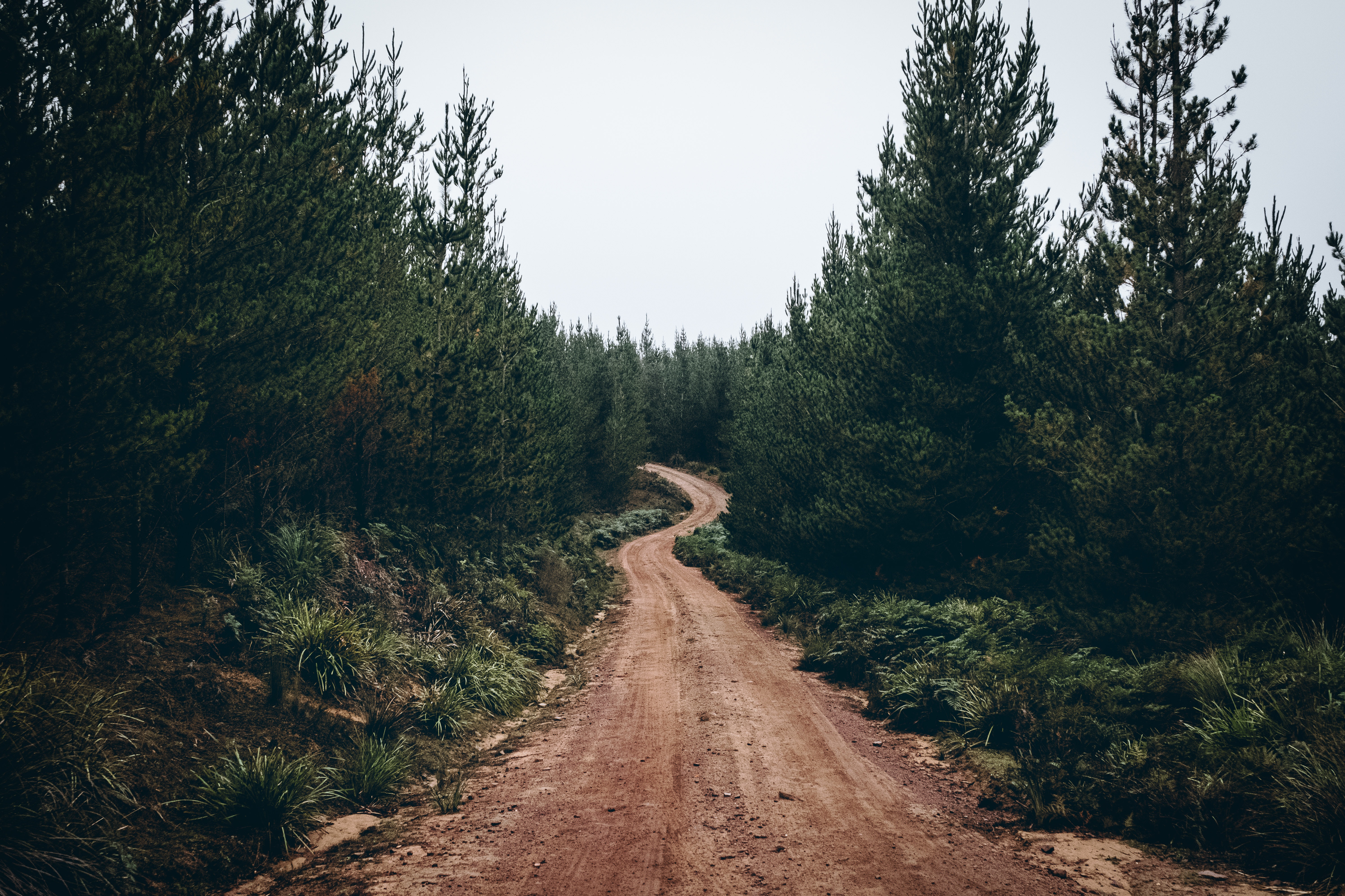 Forest Road Wallpapers