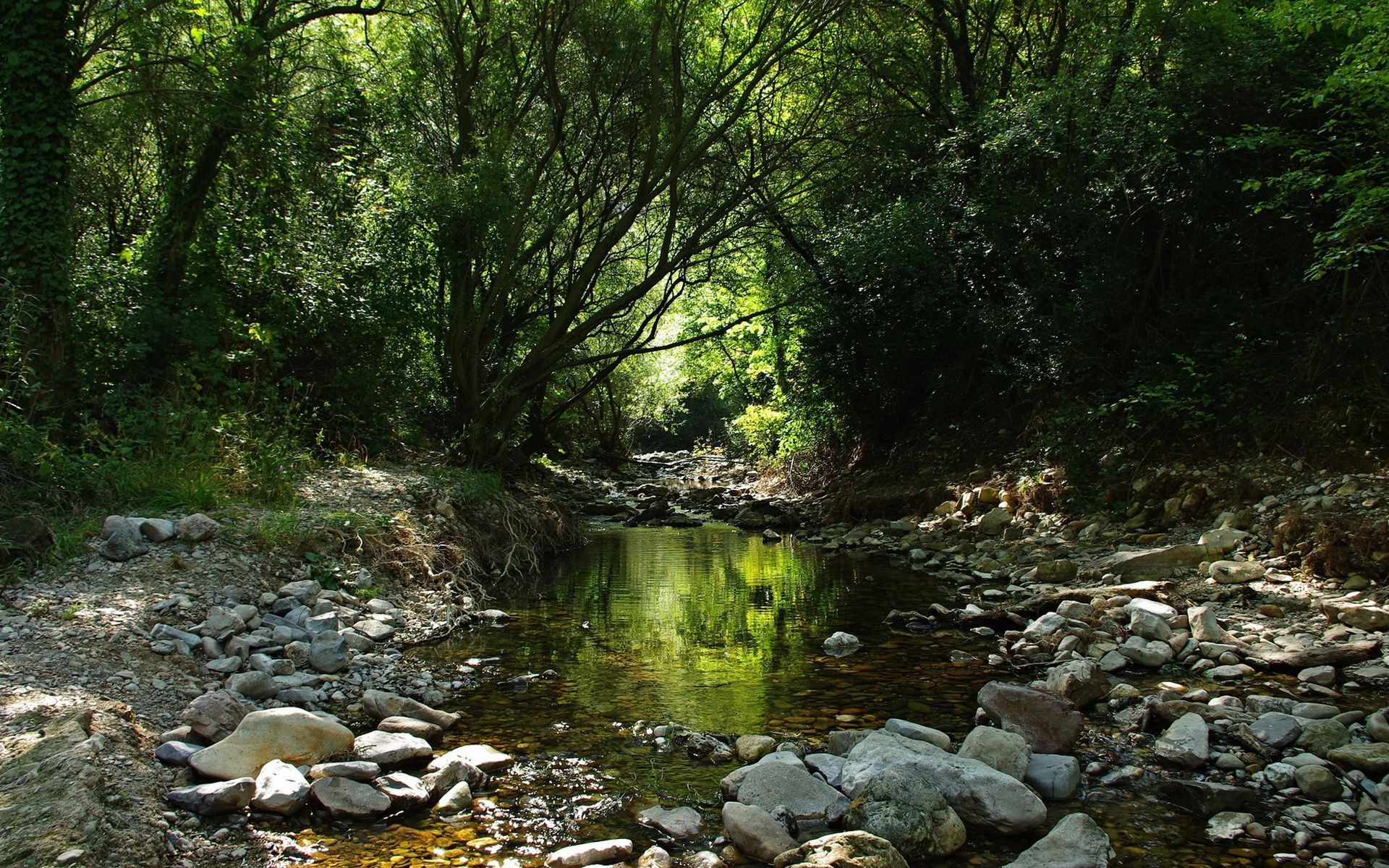 Forest Stream Wallpapers