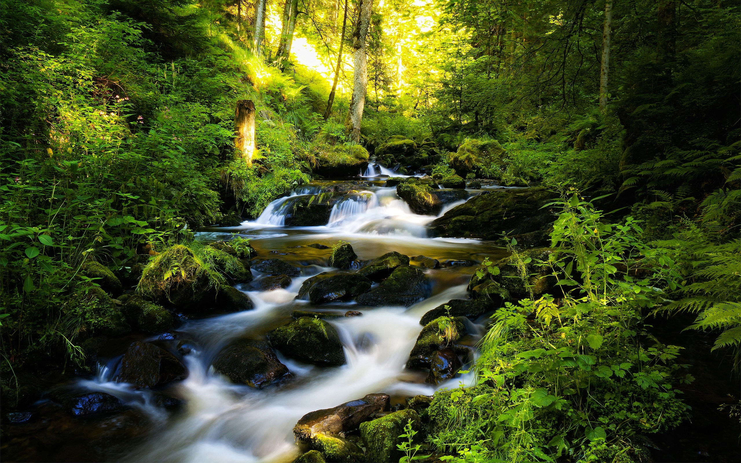 Forest Stream Wallpapers