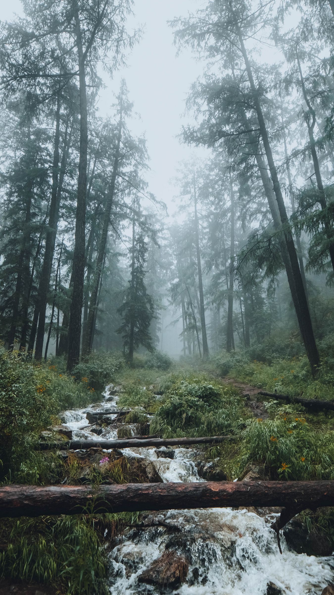 Forest Stream Wallpapers