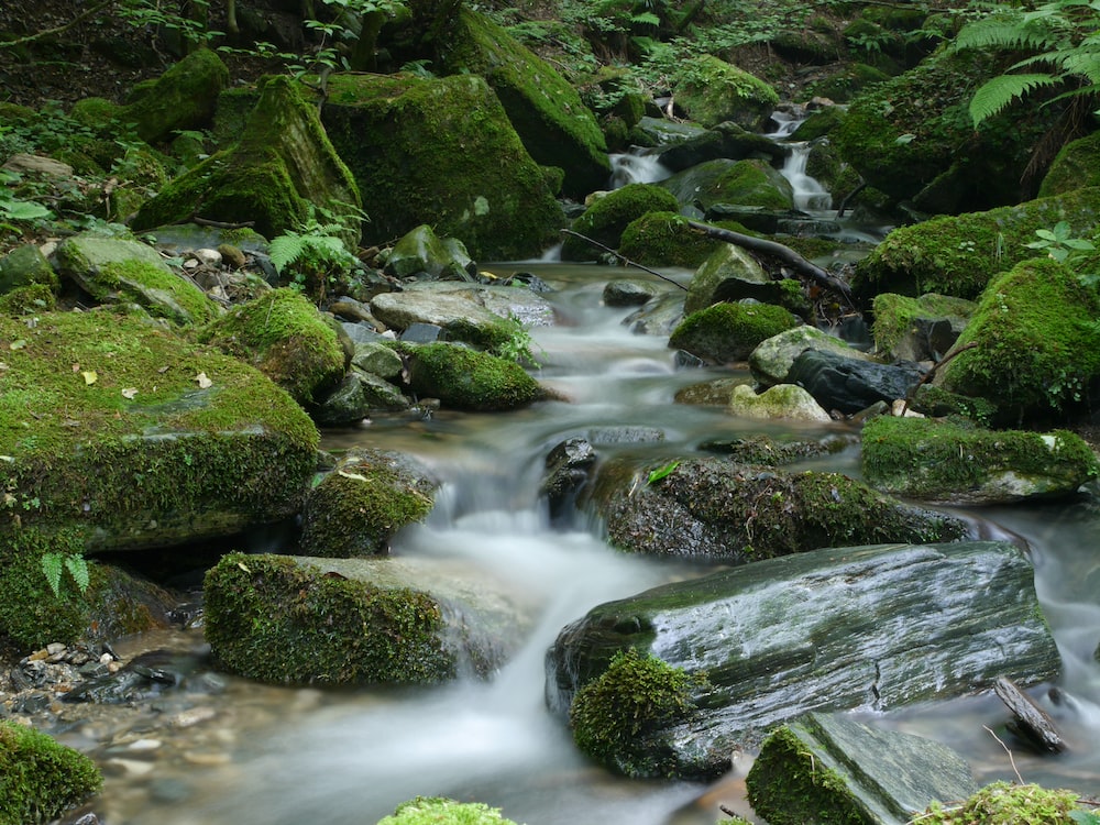 Forest Stream Wallpapers