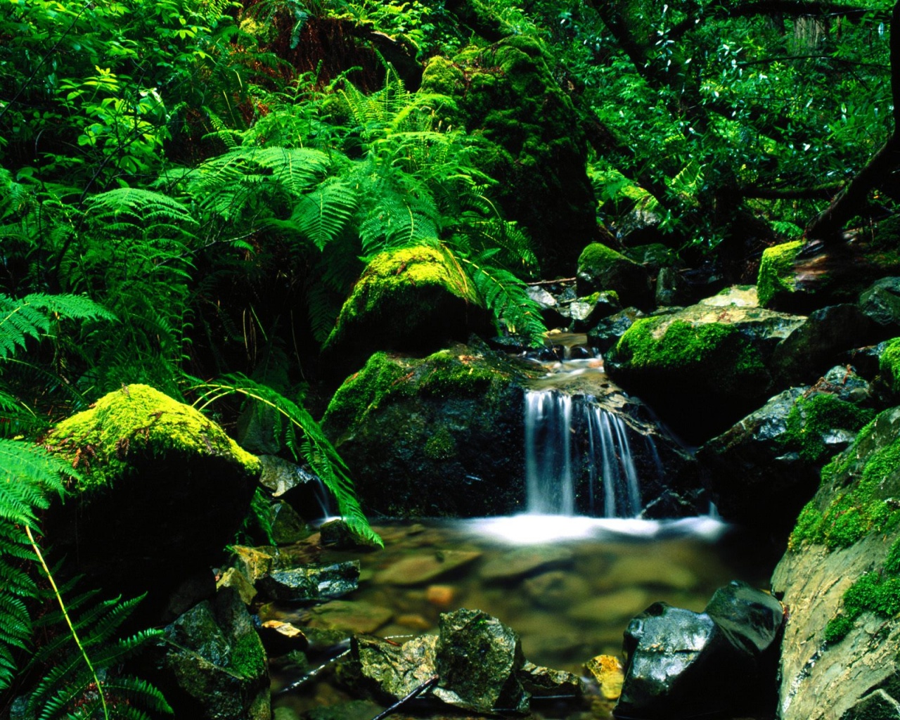 Forest Stream Wallpapers