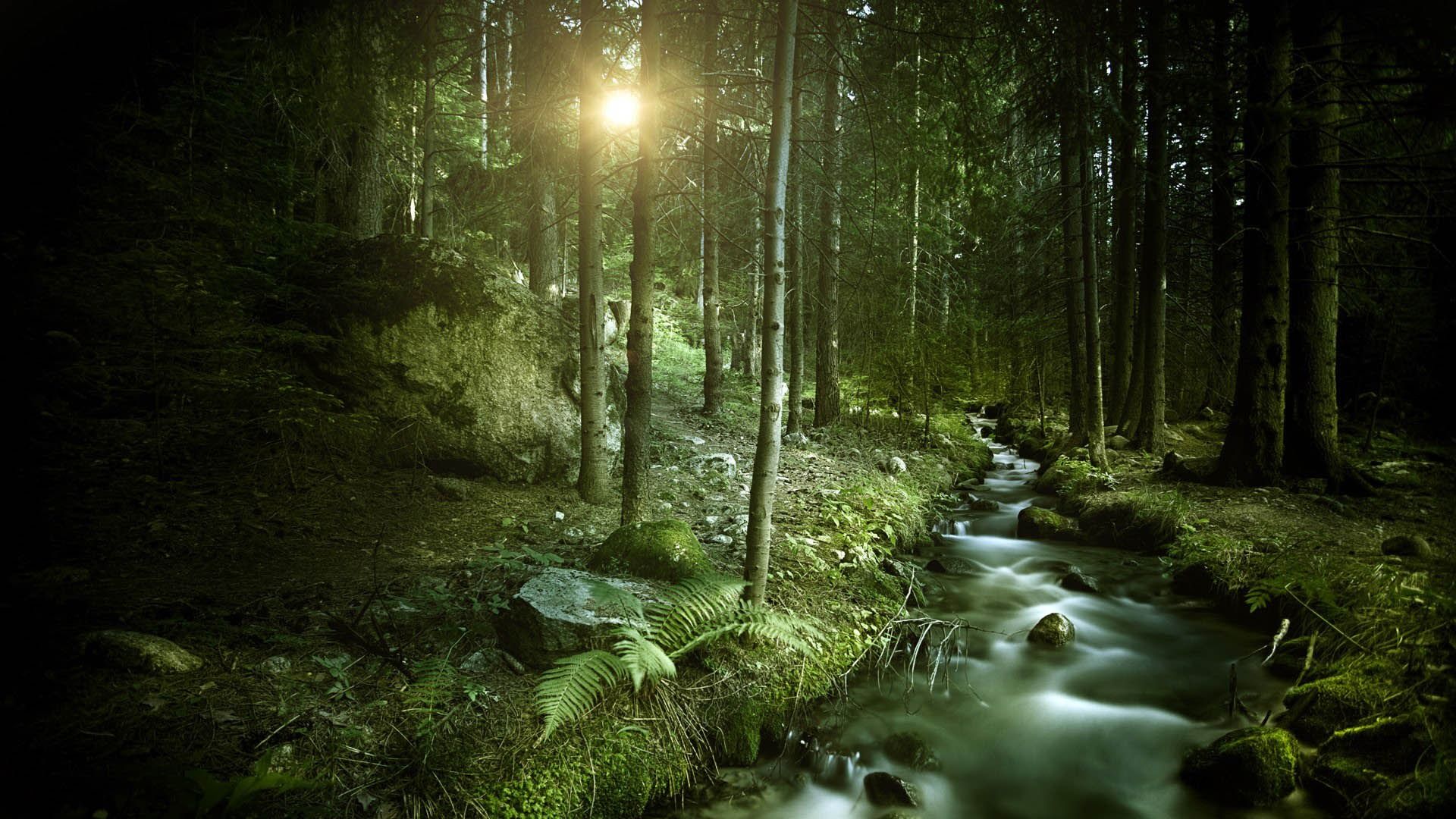 Forest Stream Wallpapers