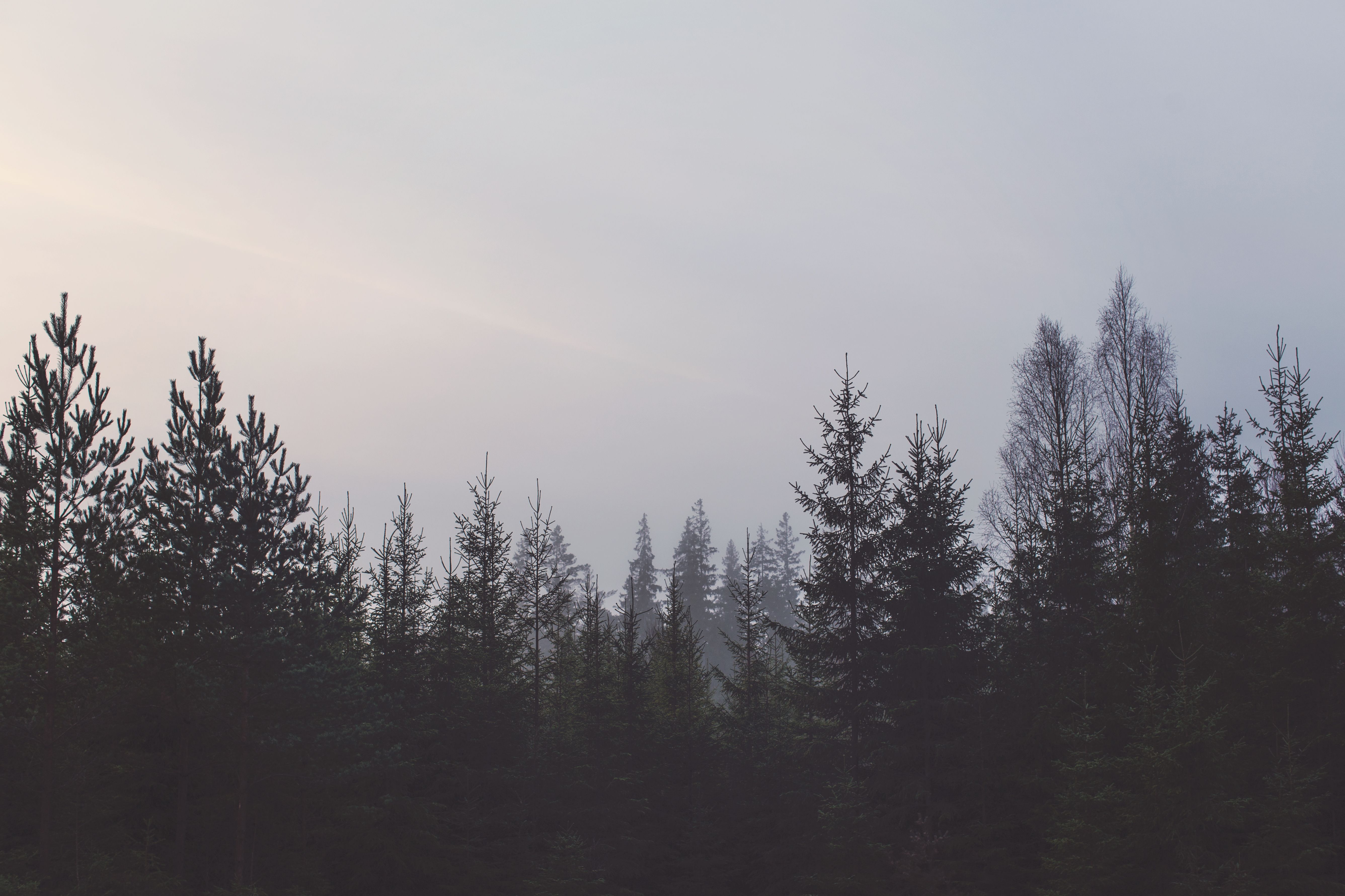 Forest Grey Wallpapers