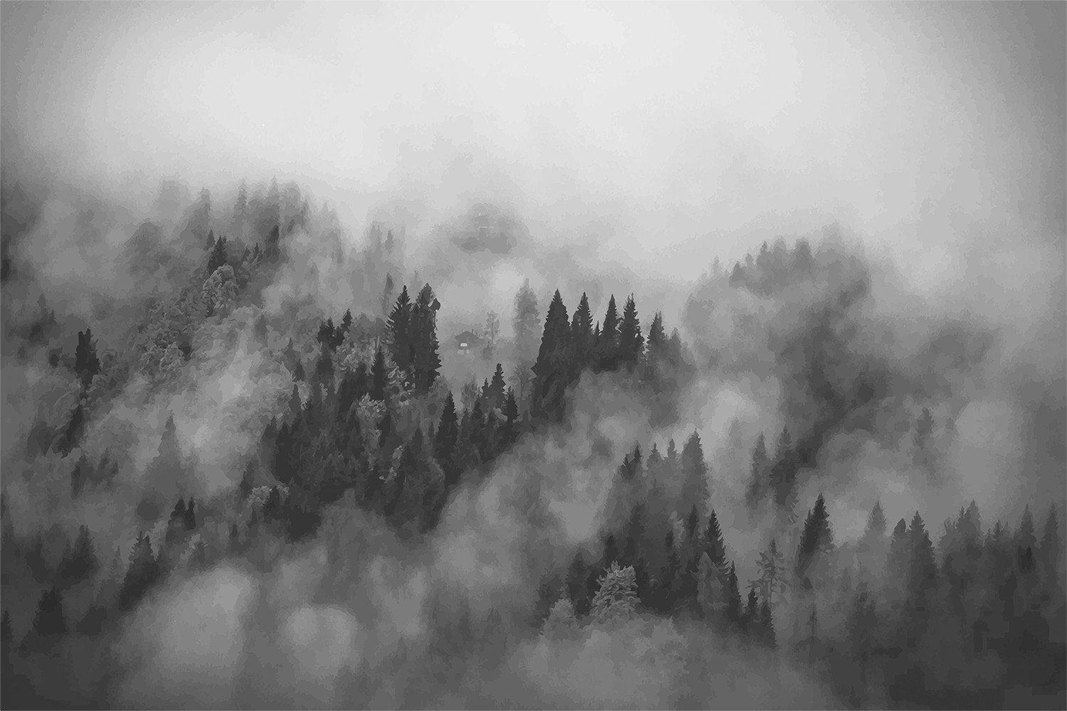 Forest Grey Wallpapers