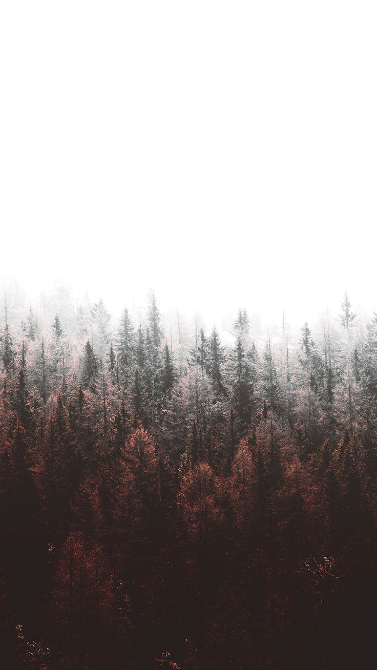 Forest Iphone Wallpapers