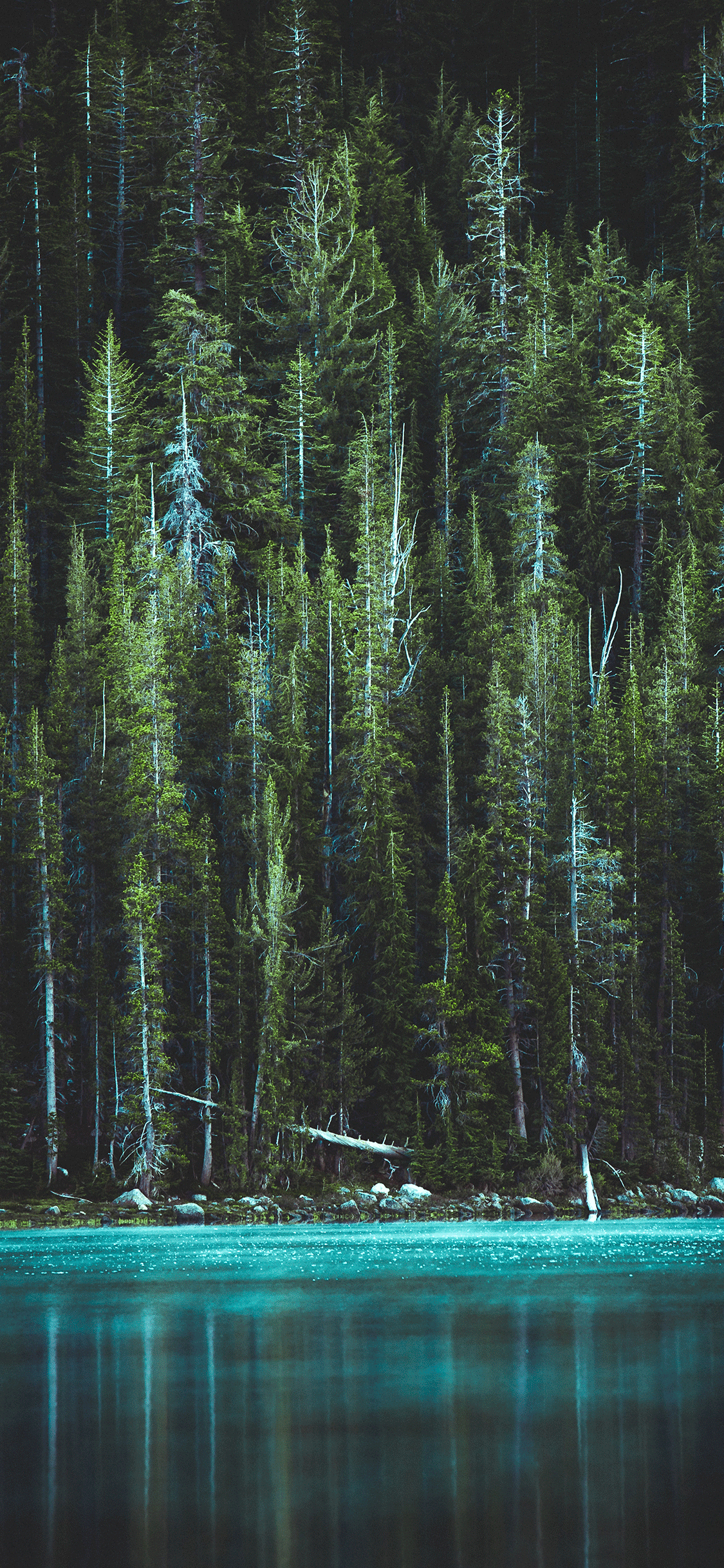 Forest Iphone Wallpapers