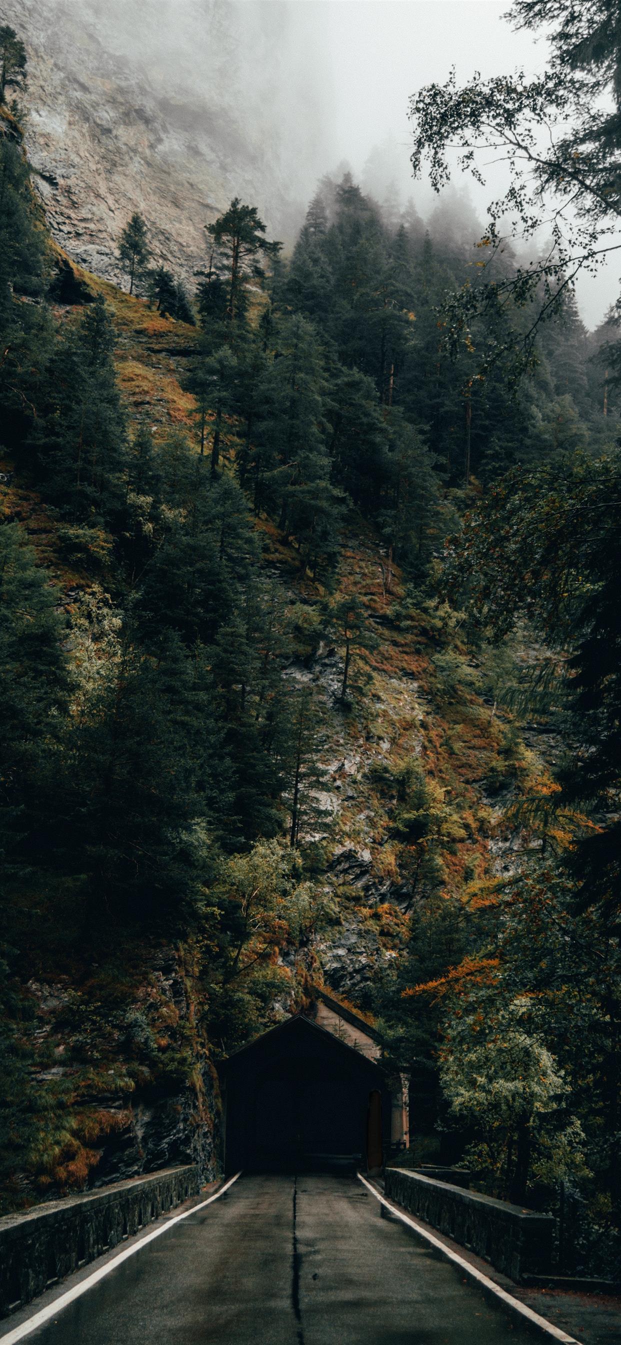 Forest Iphone Wallpapers