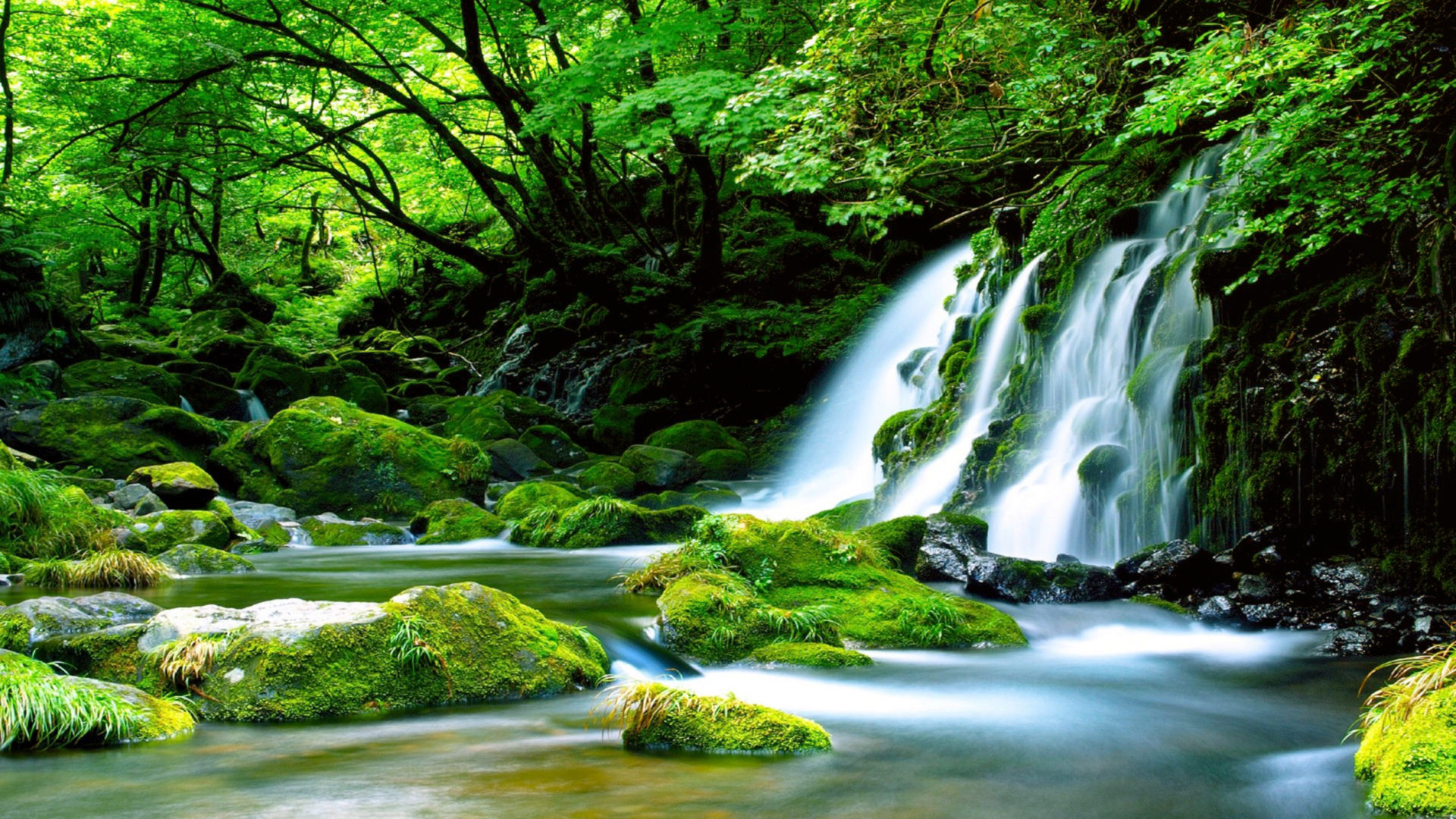 Forest Waterfalls Wallpapers