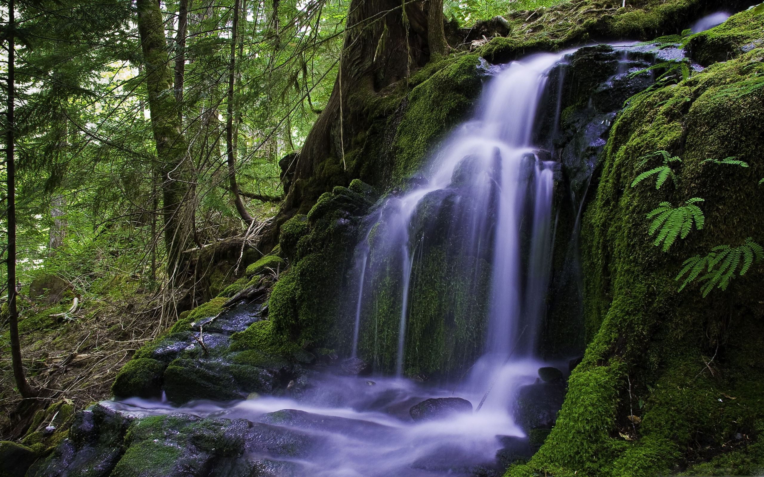 Forest Waterfalls Wallpapers