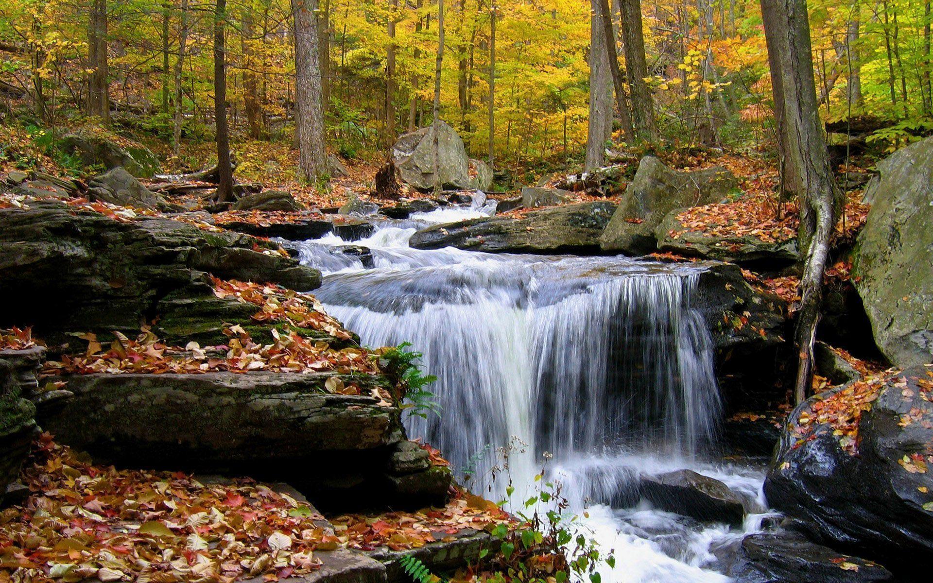 Forest Waterfalls Wallpapers