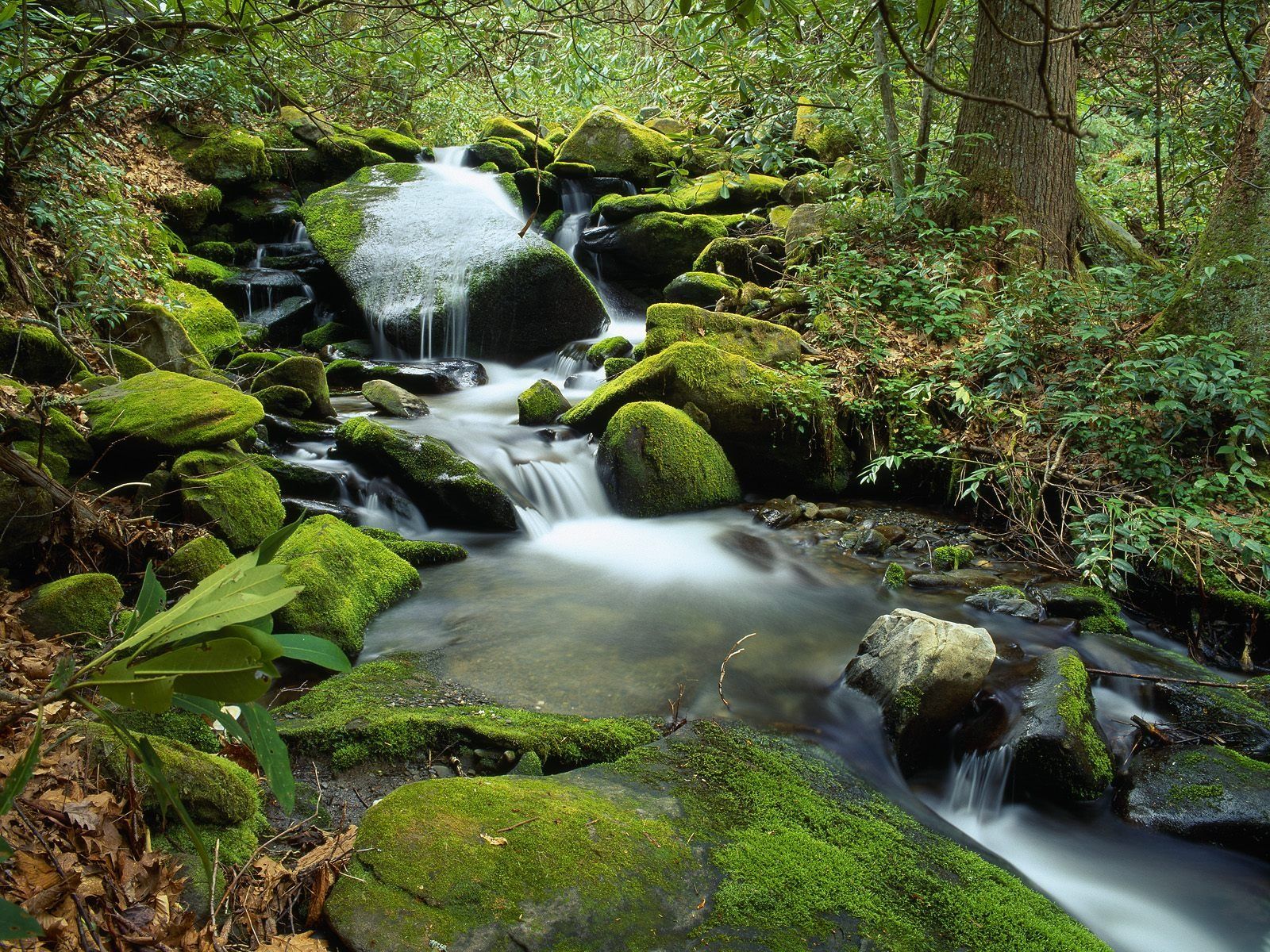 Forest Waterfalls Wallpapers