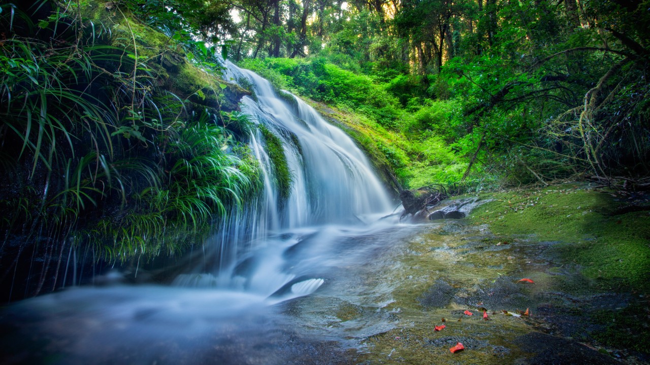 Forest Waterfalls Wallpapers