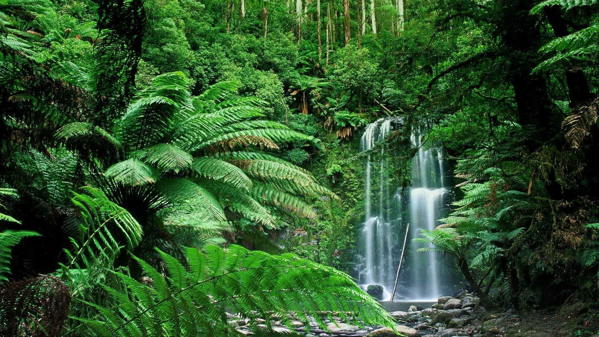 Forest Waterfalls Wallpapers