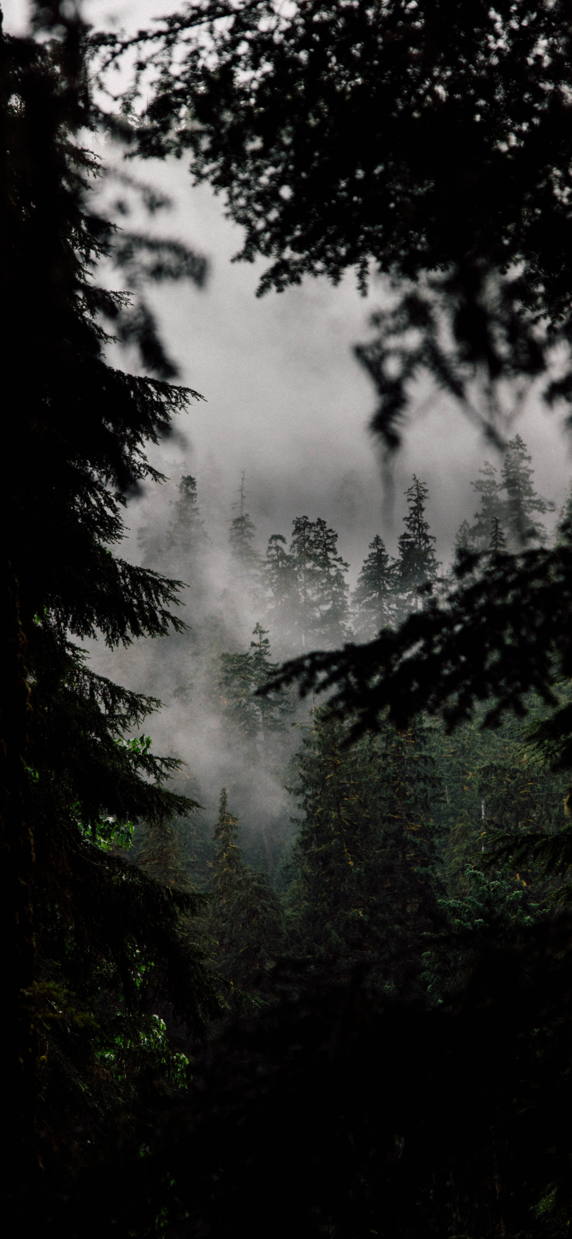 Forks Washington Wallpapers