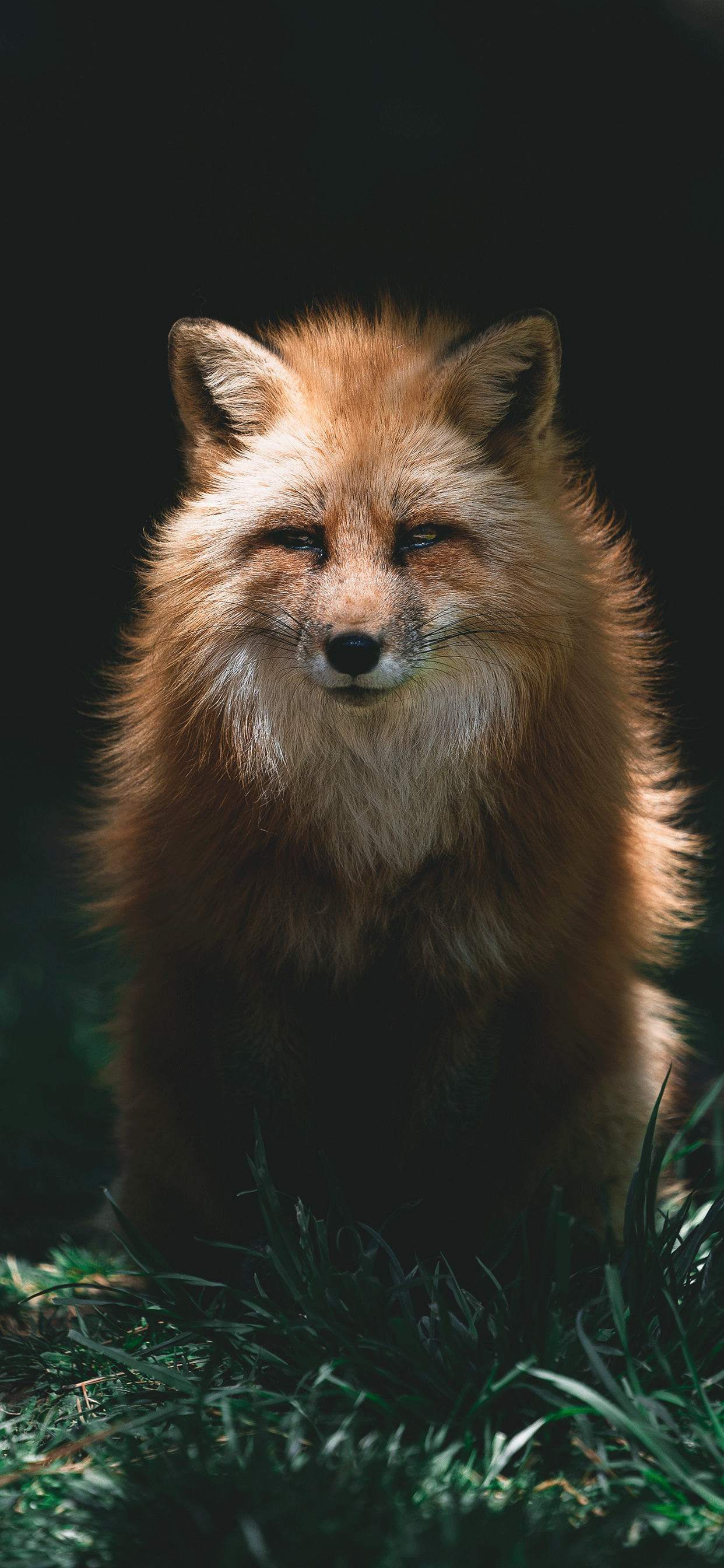 Fox Iphone Wallpapers