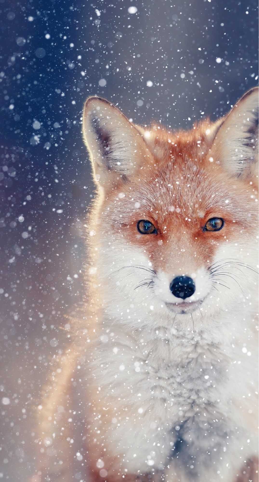 Fox Iphone Wallpapers