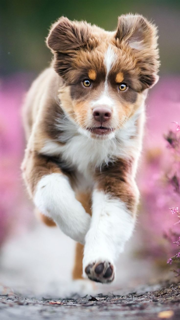 Free Australian Shepherd Puppies Wallpapers