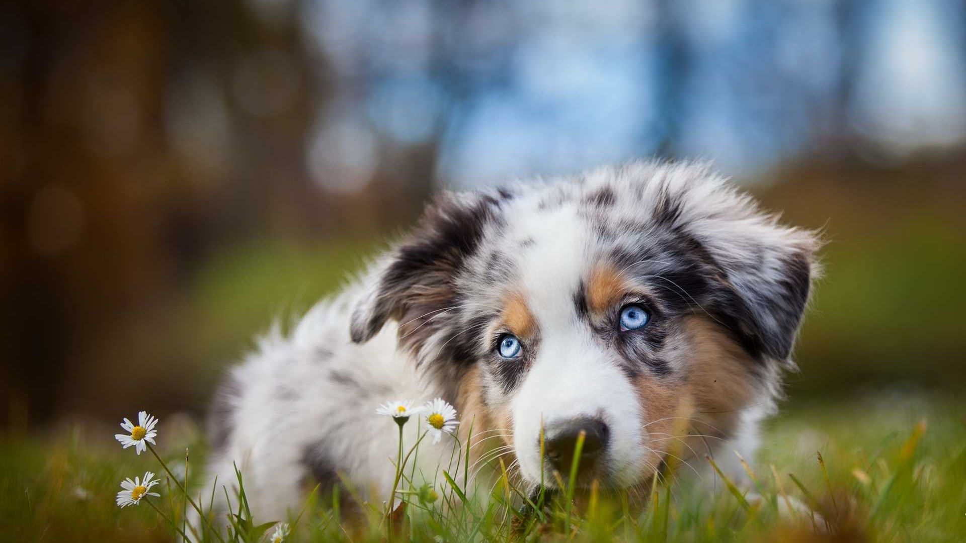 Free Australian Shepherd Puppies Wallpapers