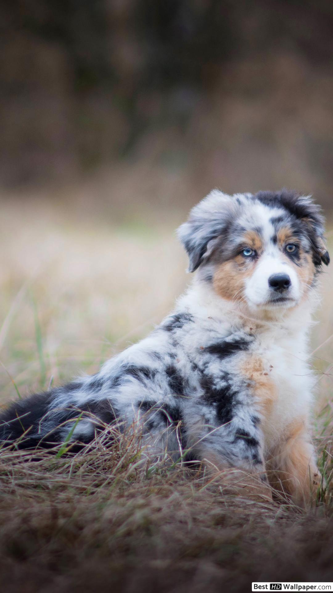 Free Australian Shepherd Puppies Wallpapers