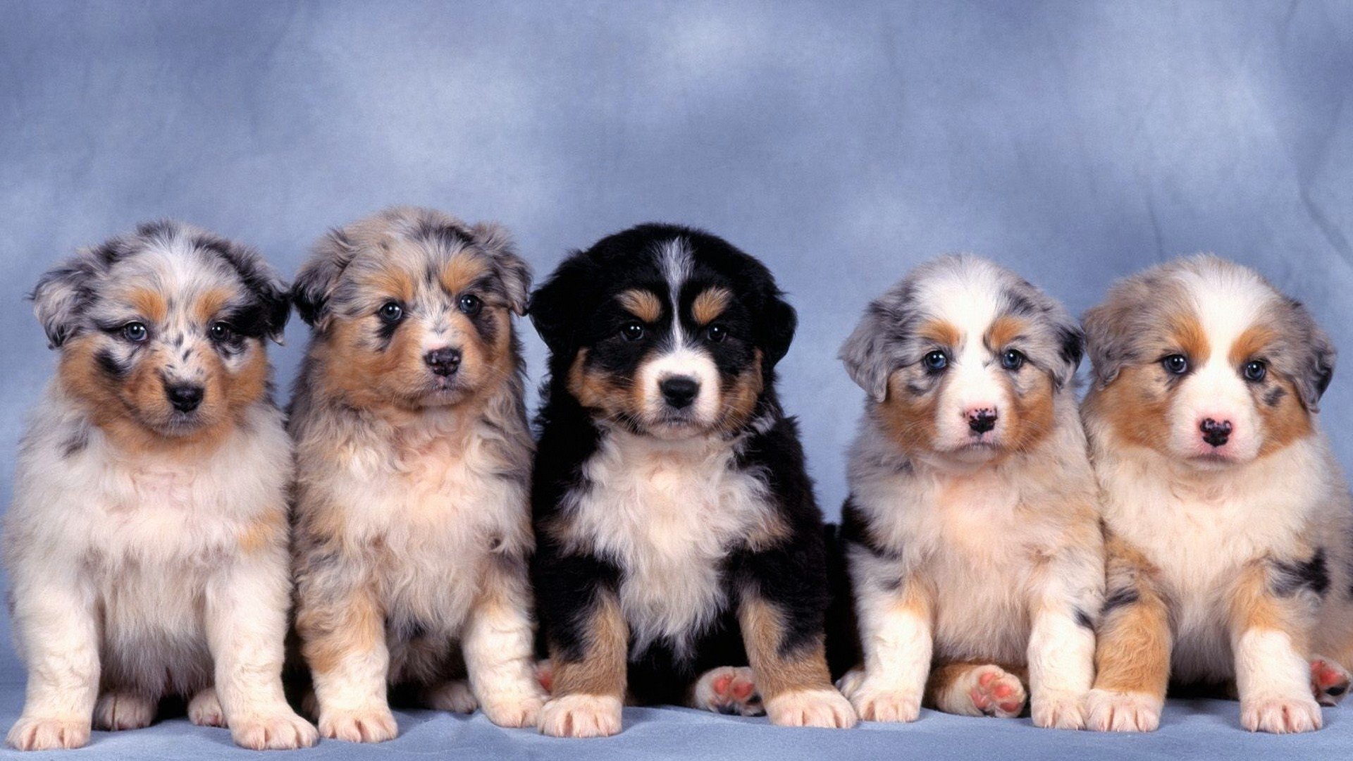 Free Australian Shepherd Puppies Wallpapers