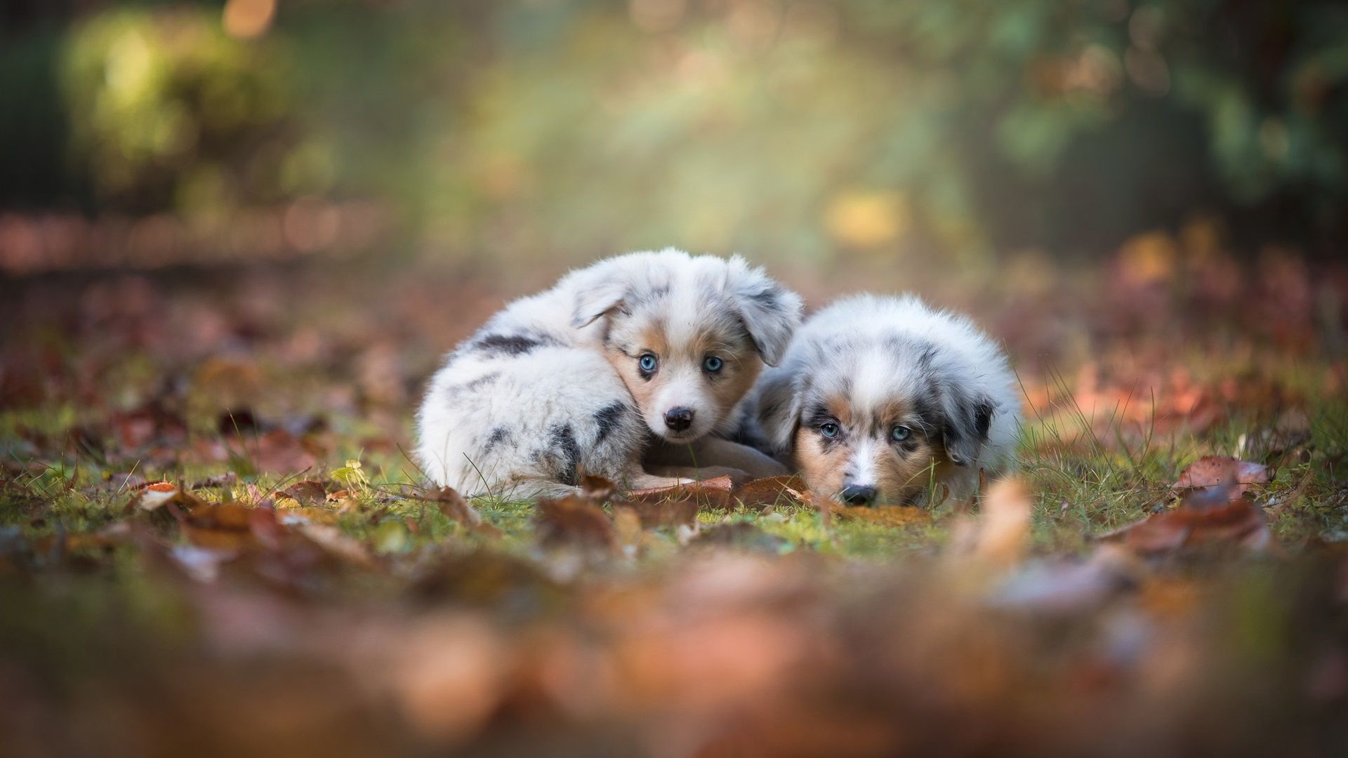 Free Australian Shepherd Puppies Wallpapers