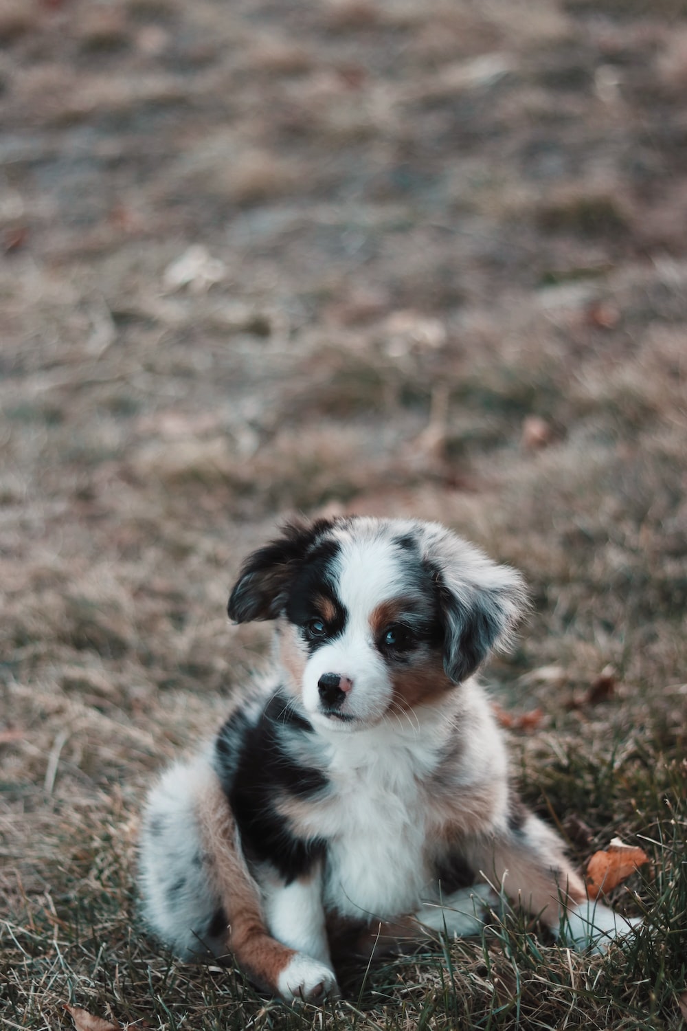 Free Australian Shepherd Puppies Wallpapers