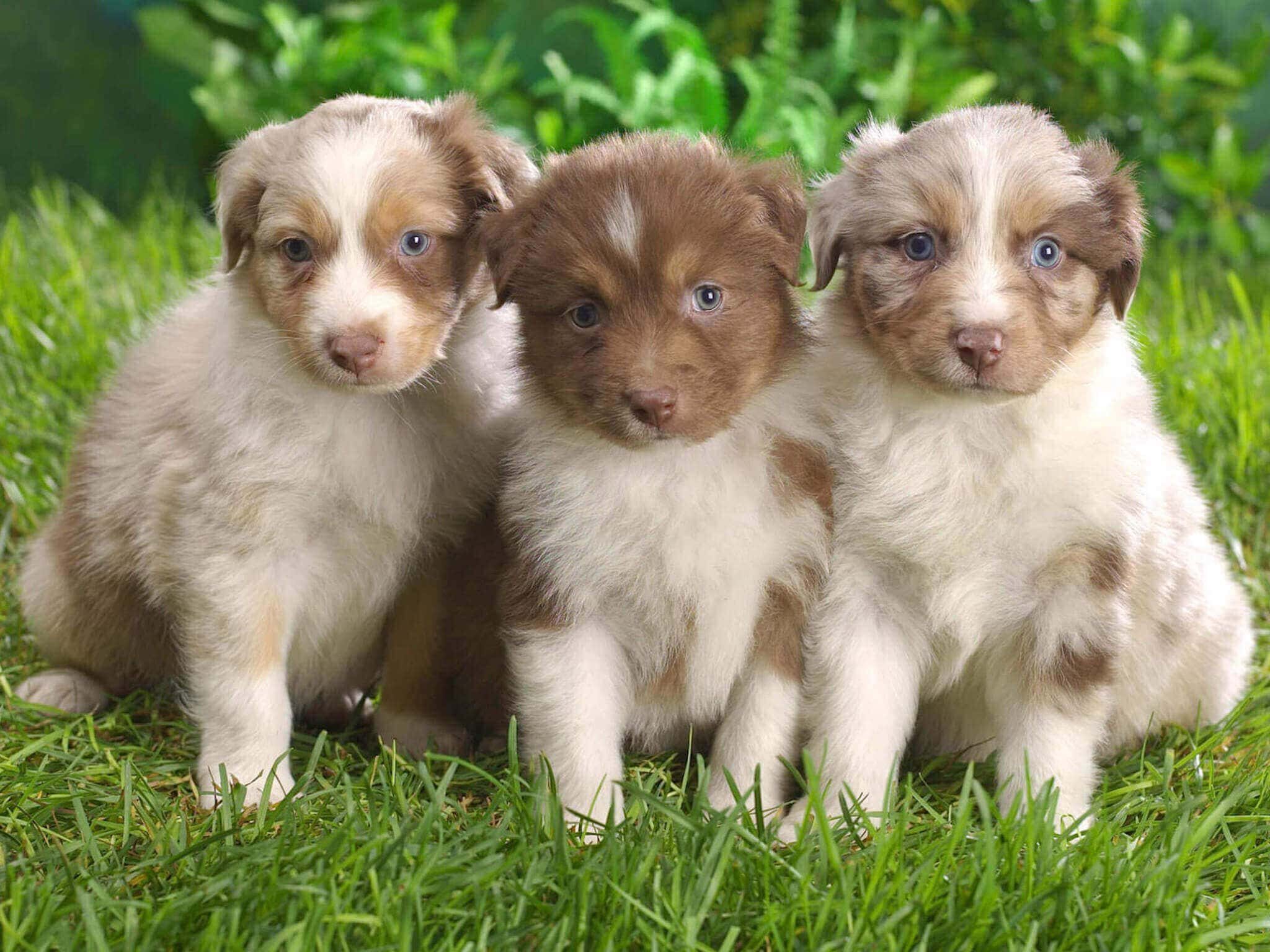 Free Australian Shepherd Puppies Wallpapers