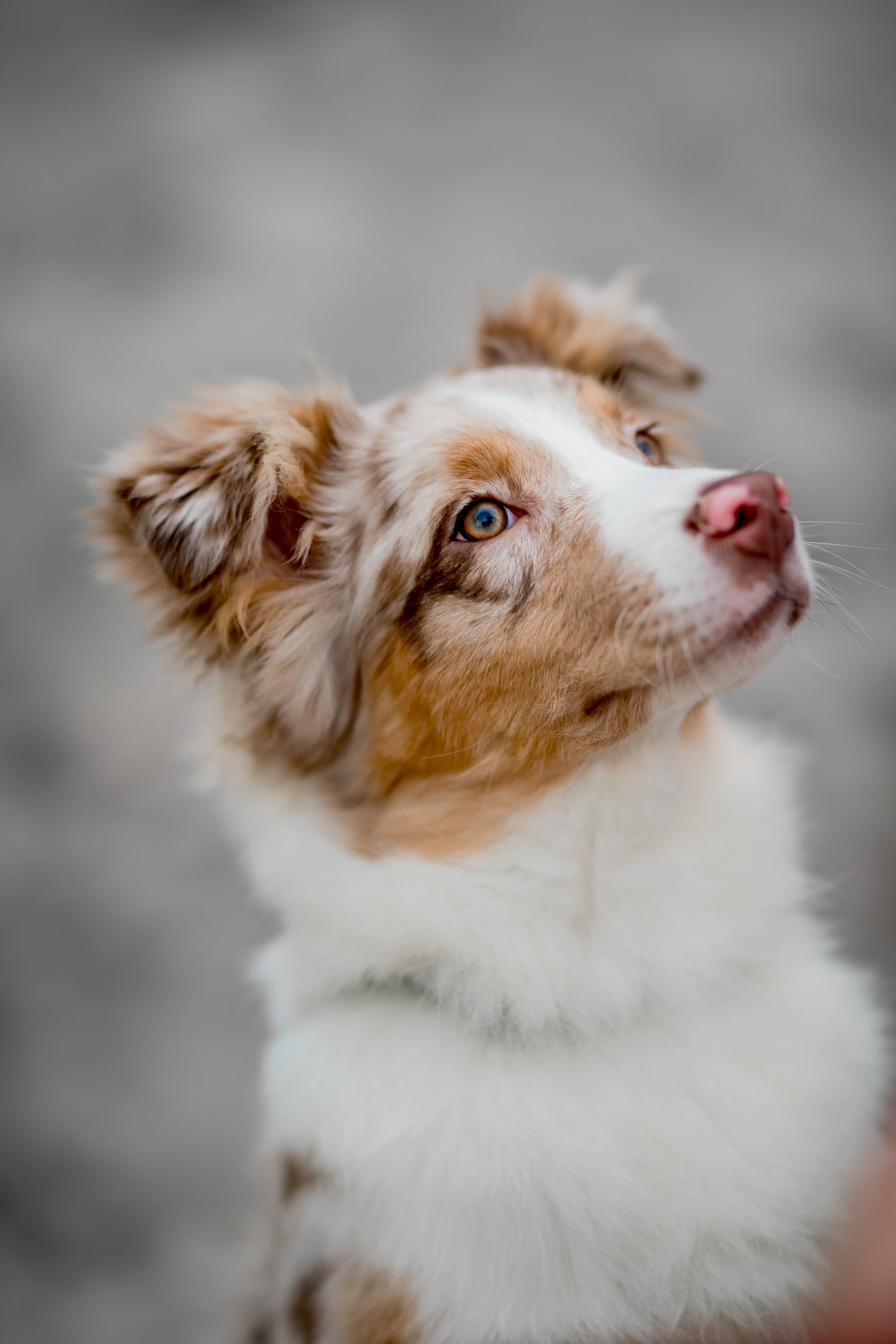 Free Australian Shepherd Puppies Wallpapers