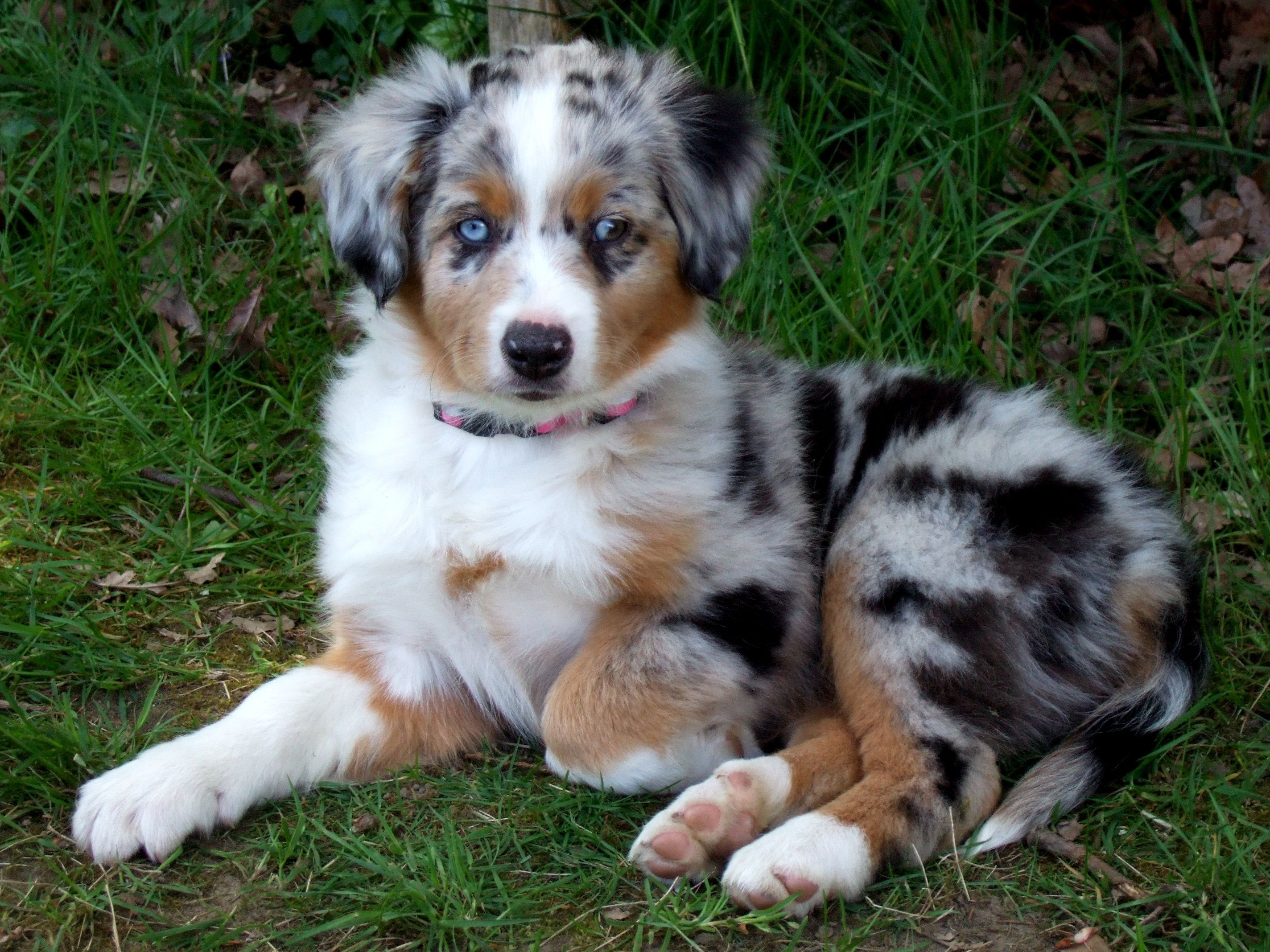 Free Australian Shepherd Puppies Wallpapers