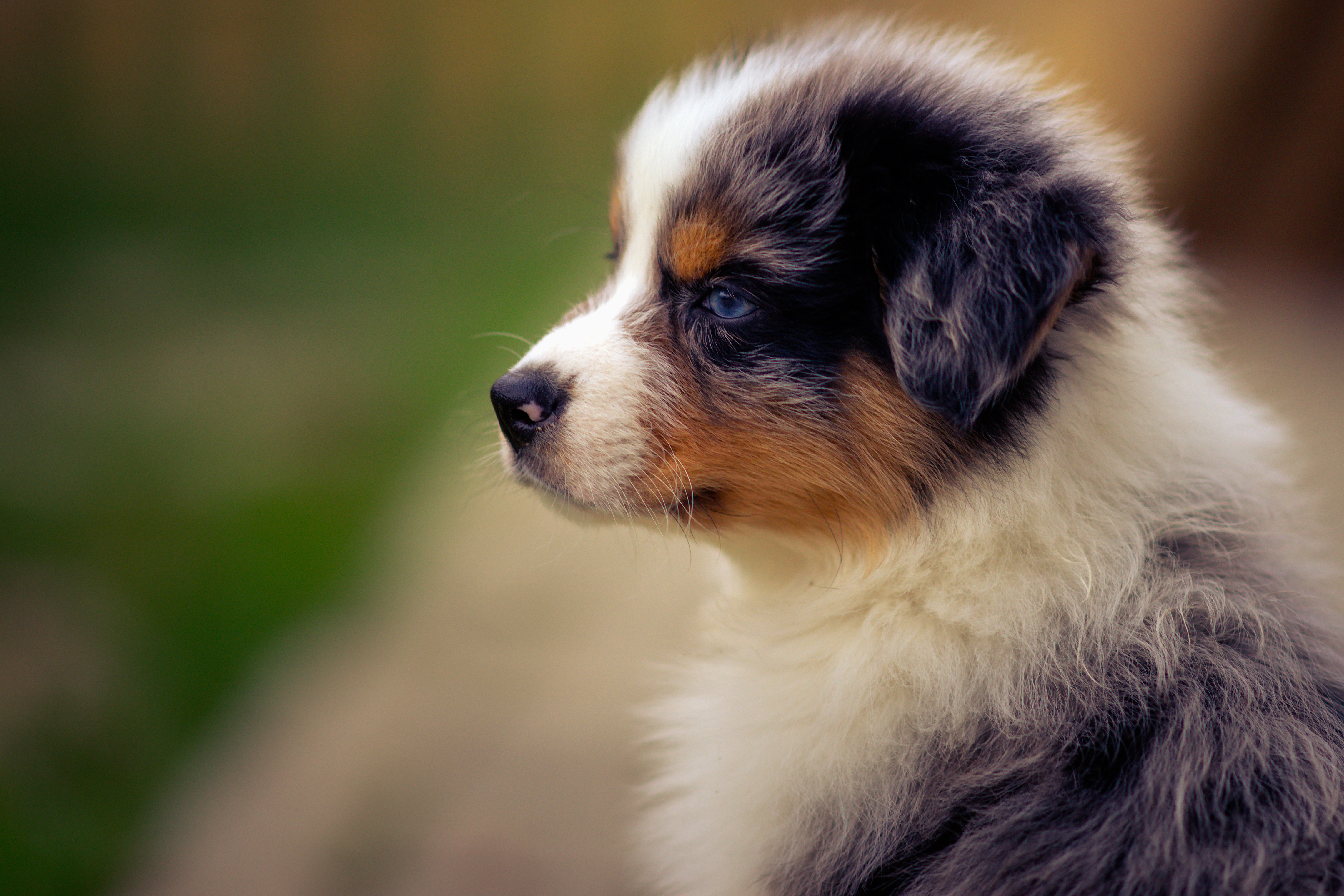 Free Australian Shepherd Puppies Wallpapers