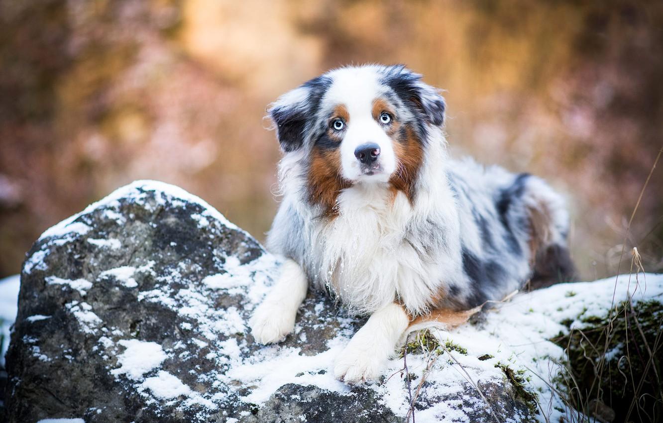 Free Australian Shepherd Puppies Wallpapers