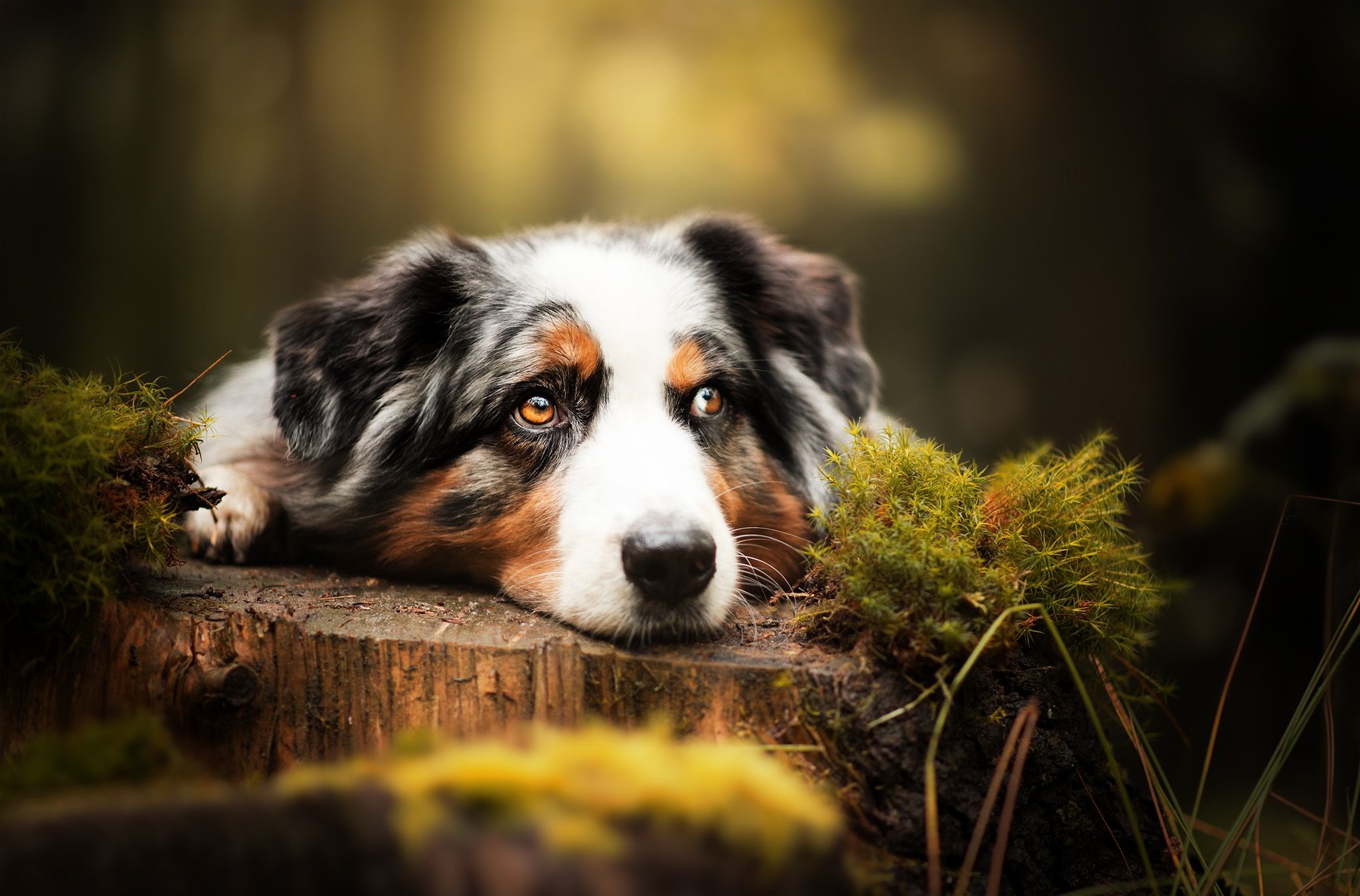 Free Australian Shepherd Puppies Wallpapers