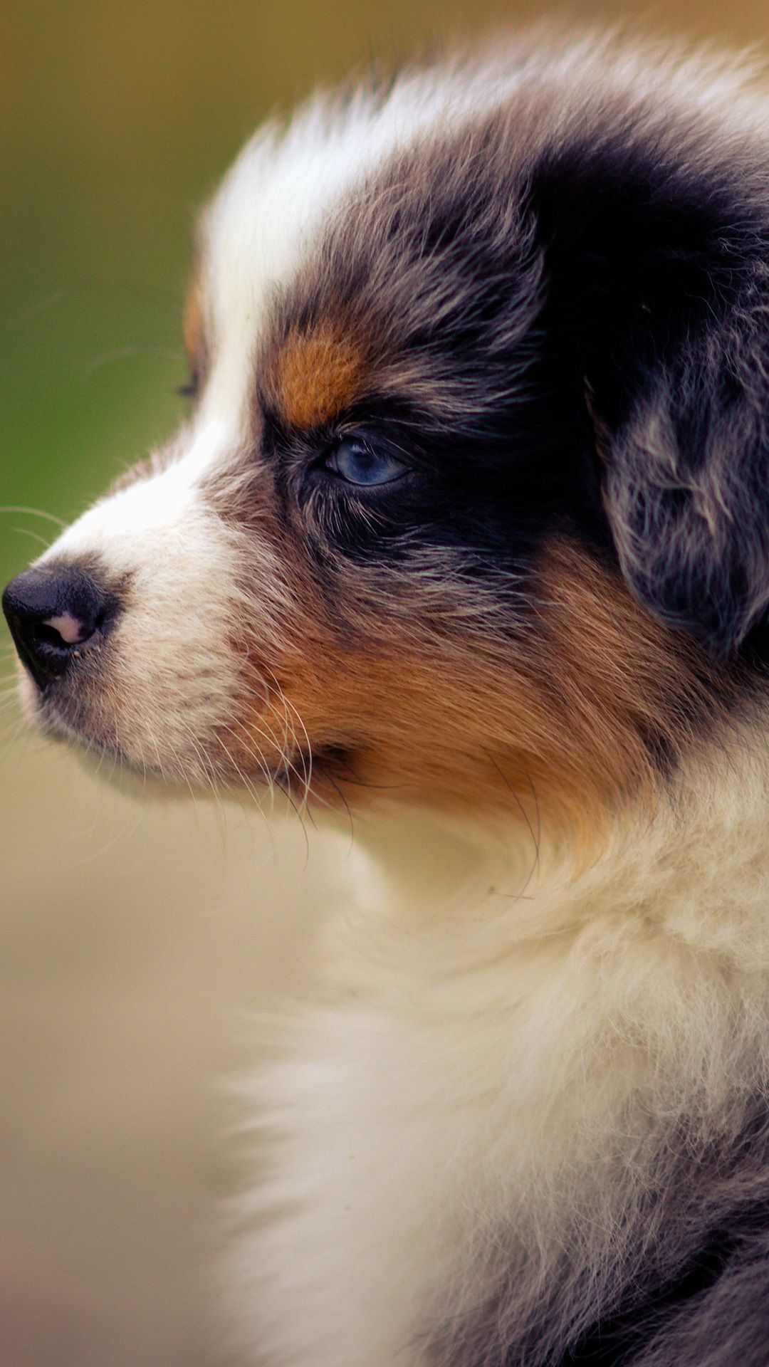 Free Australian Shepherd Puppies Wallpapers