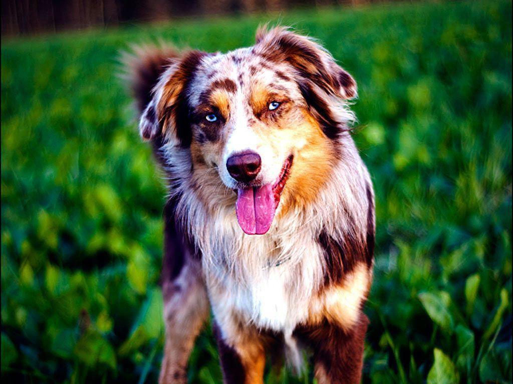 Free Australian Shepherd Puppies Wallpapers